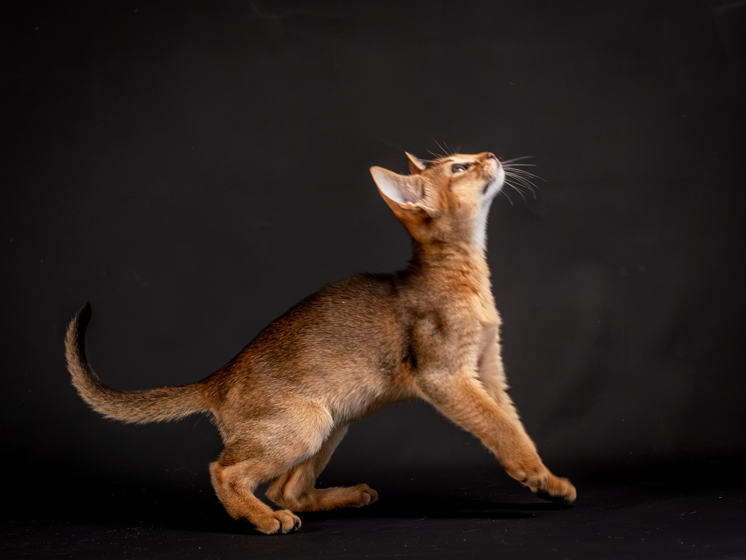 Абиссинцы для Натальи). Зоофотограф, фотограф животных в Москве и области Дина Дамоцева