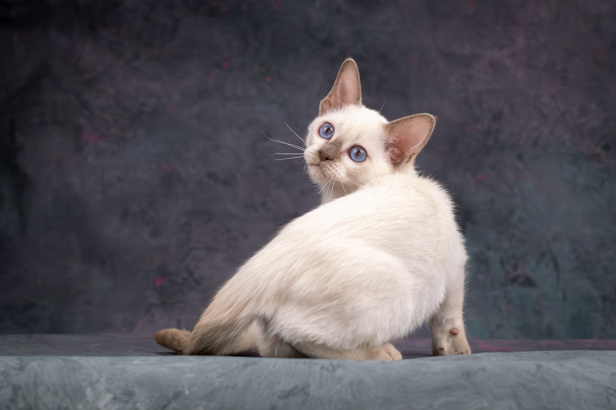 Тайские котята для Никиты и Ольги. Зоофотограф, фотограф животных в Москве и области Дина Дамоцева