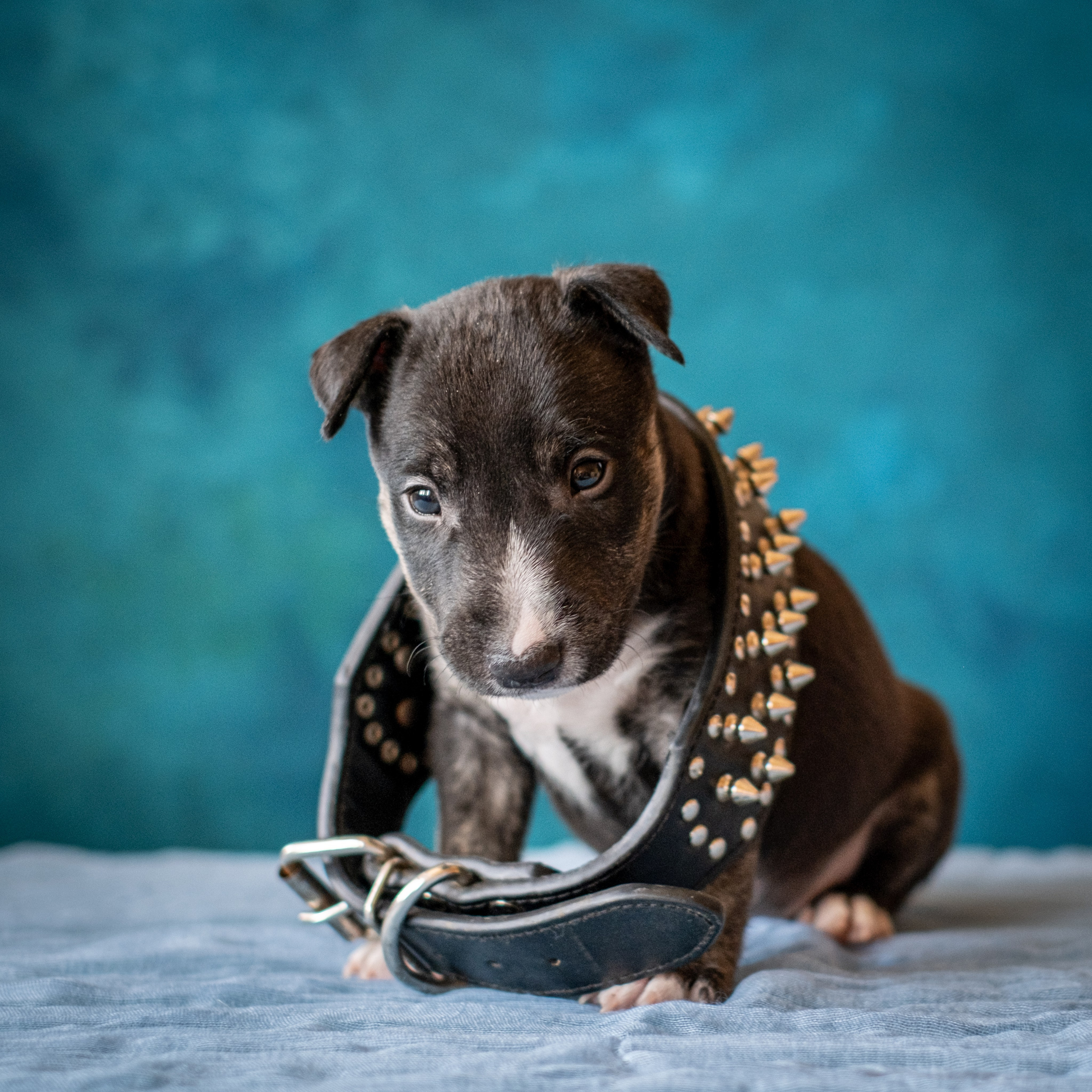 Сладкие булочки (МБТ — миниатюрный бультерьер) для Ильи). Зоофотограф, фотограф животных в Москве и области Дина Дамоцева