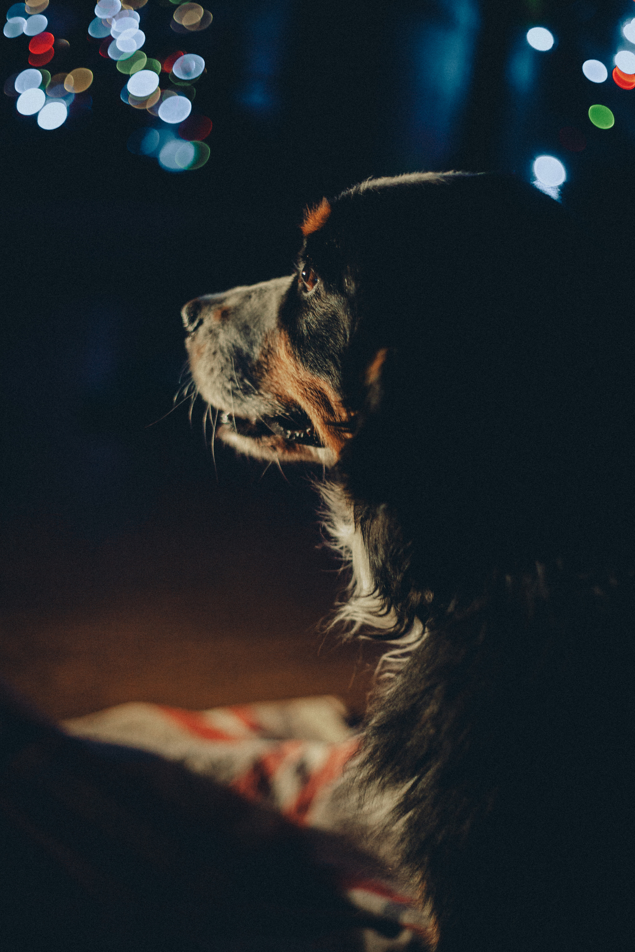 Катюшка и Сережка. Свадебный и семейный фотограф в Минске Духович Татьяна