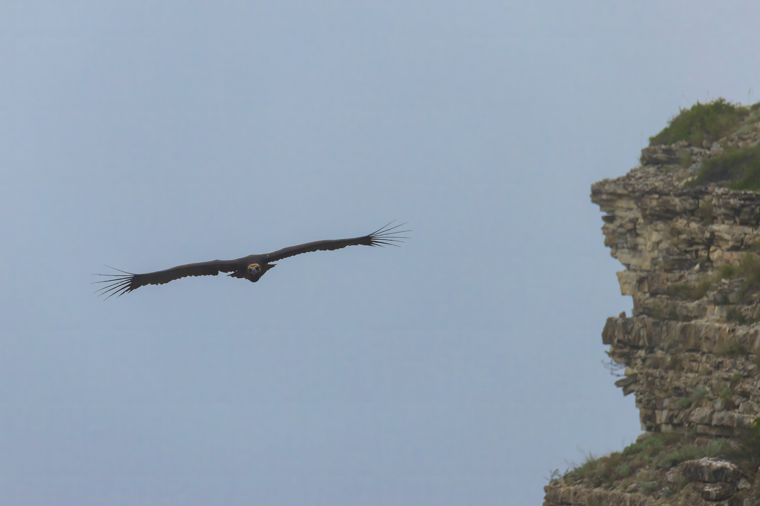 Белоголовый Сип. Красная книга. Photomantis