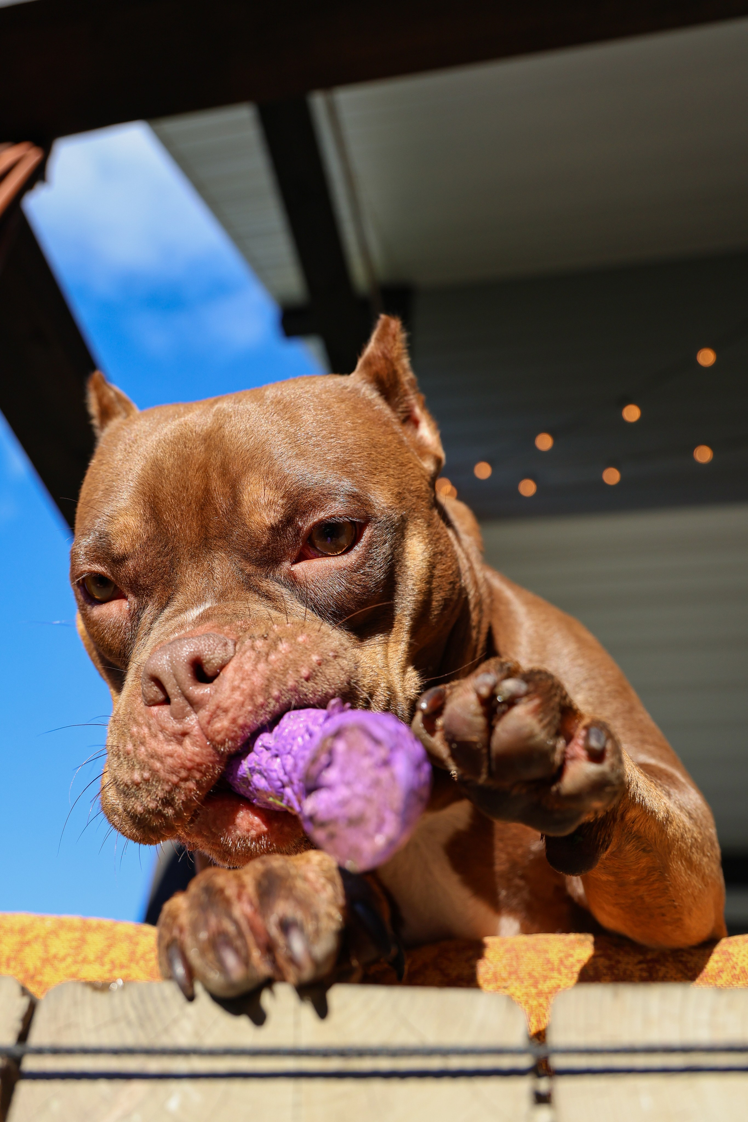 Амина. Валерия Гуртовая | Фотограф, Санкт-Петербург