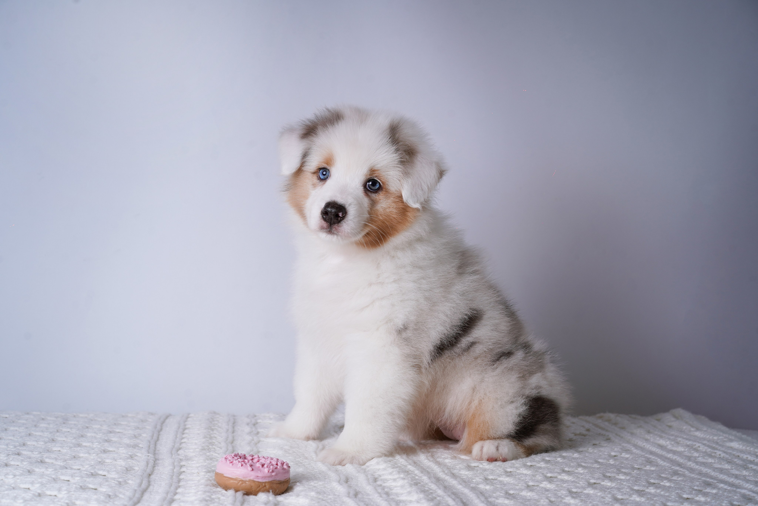 Щенки аусси. Фотограф-анималист в Санкт-Петербурге Яна Мартынова
