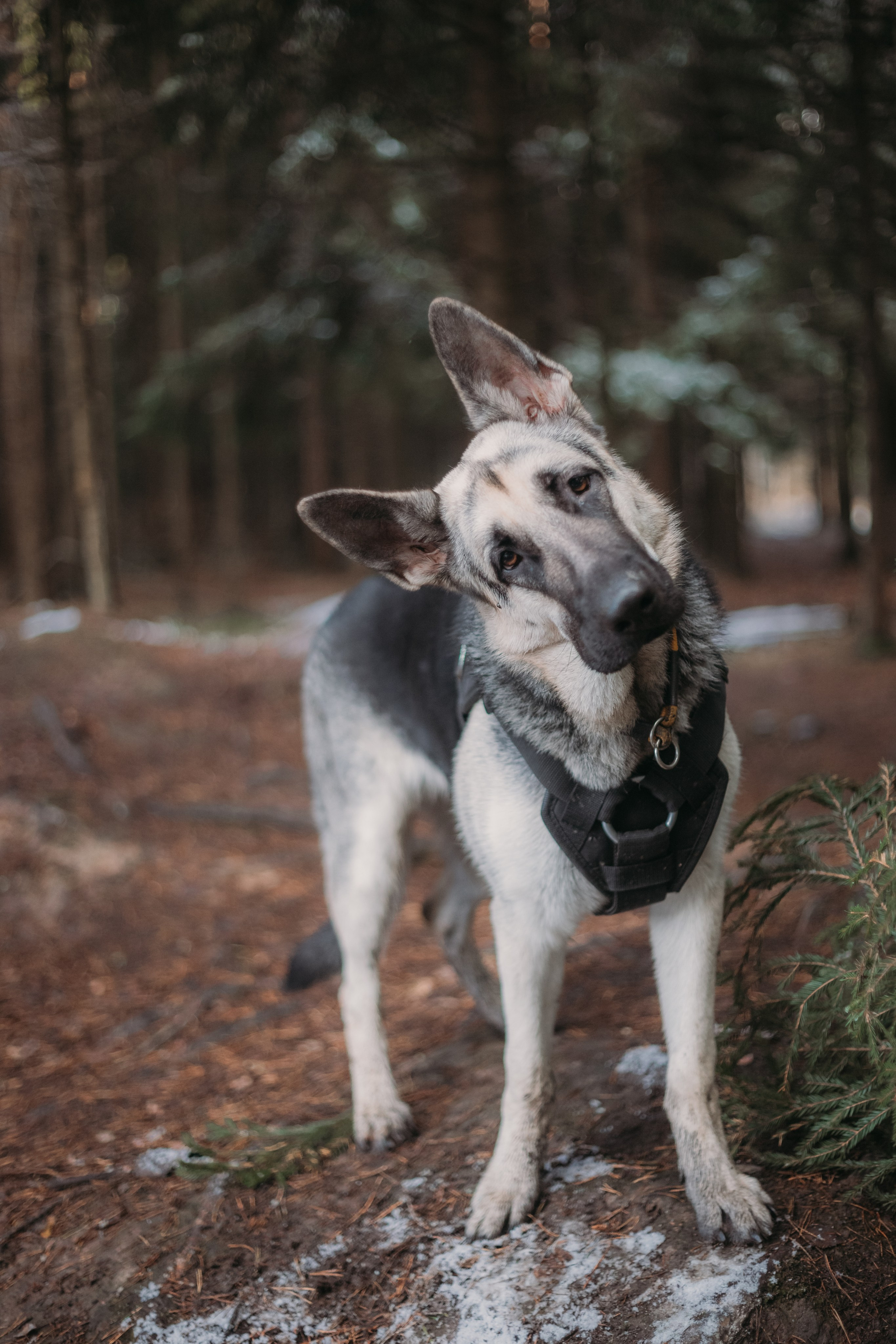 Фотосессии животных. Детский фотограф, фотограф-анималист