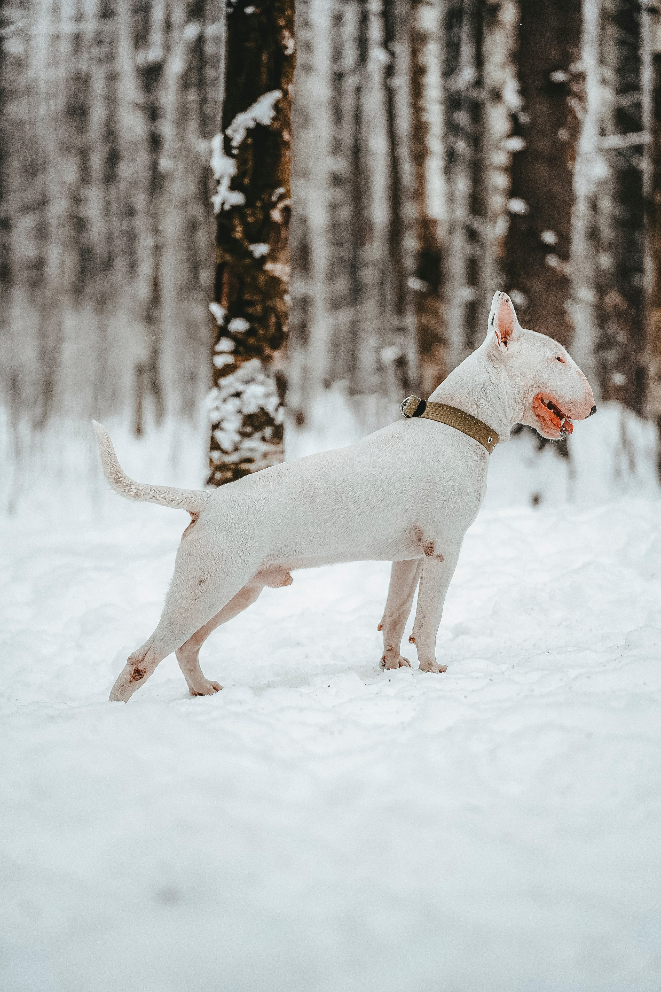 Портфолио собаки, фотограф Олеся Майрова. Фотограф анималист в Спб недорого Олеся Майорова
