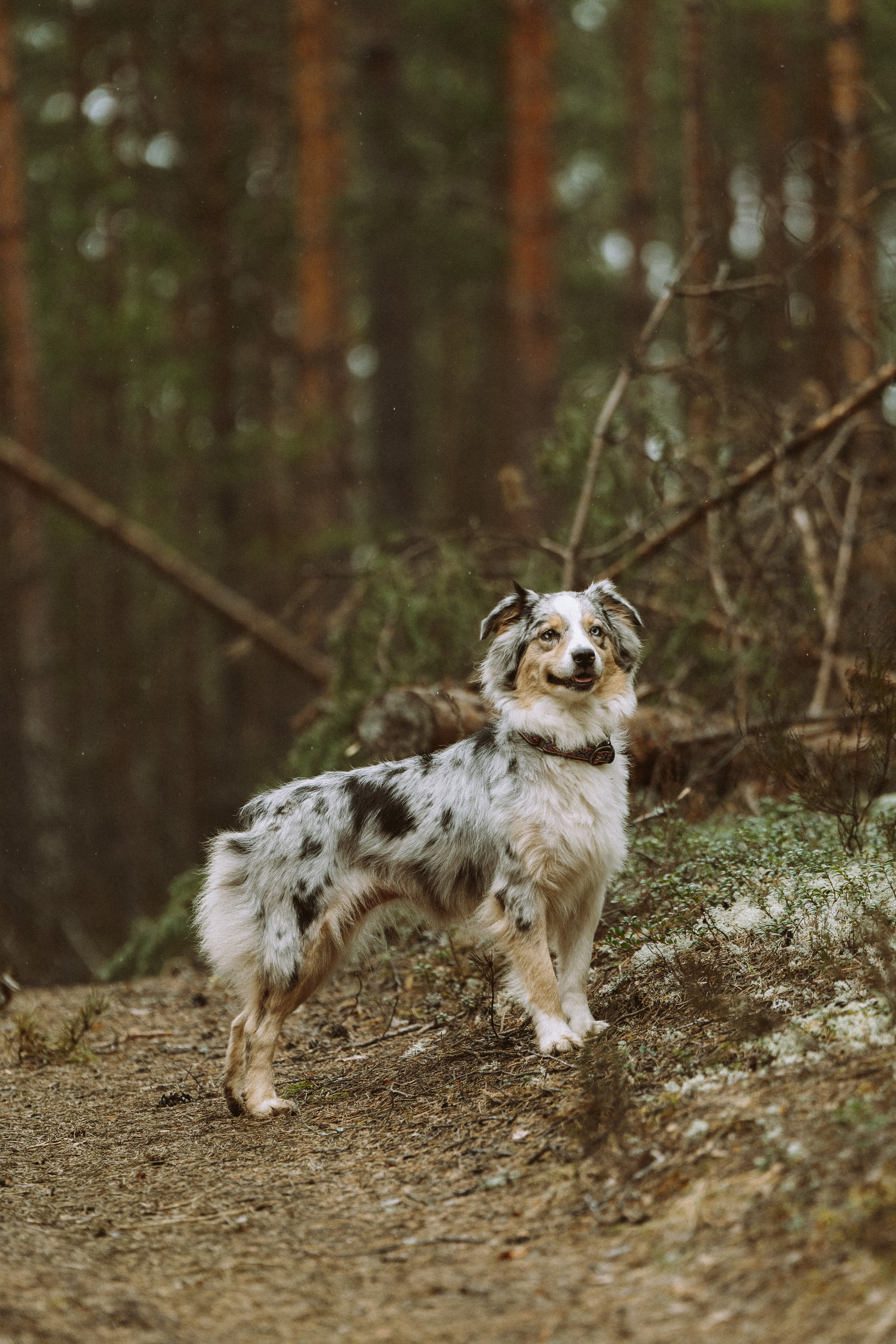Дог трекинг к финскому хутору. Фотограф анималист в Спб недорого Олеся Майорова