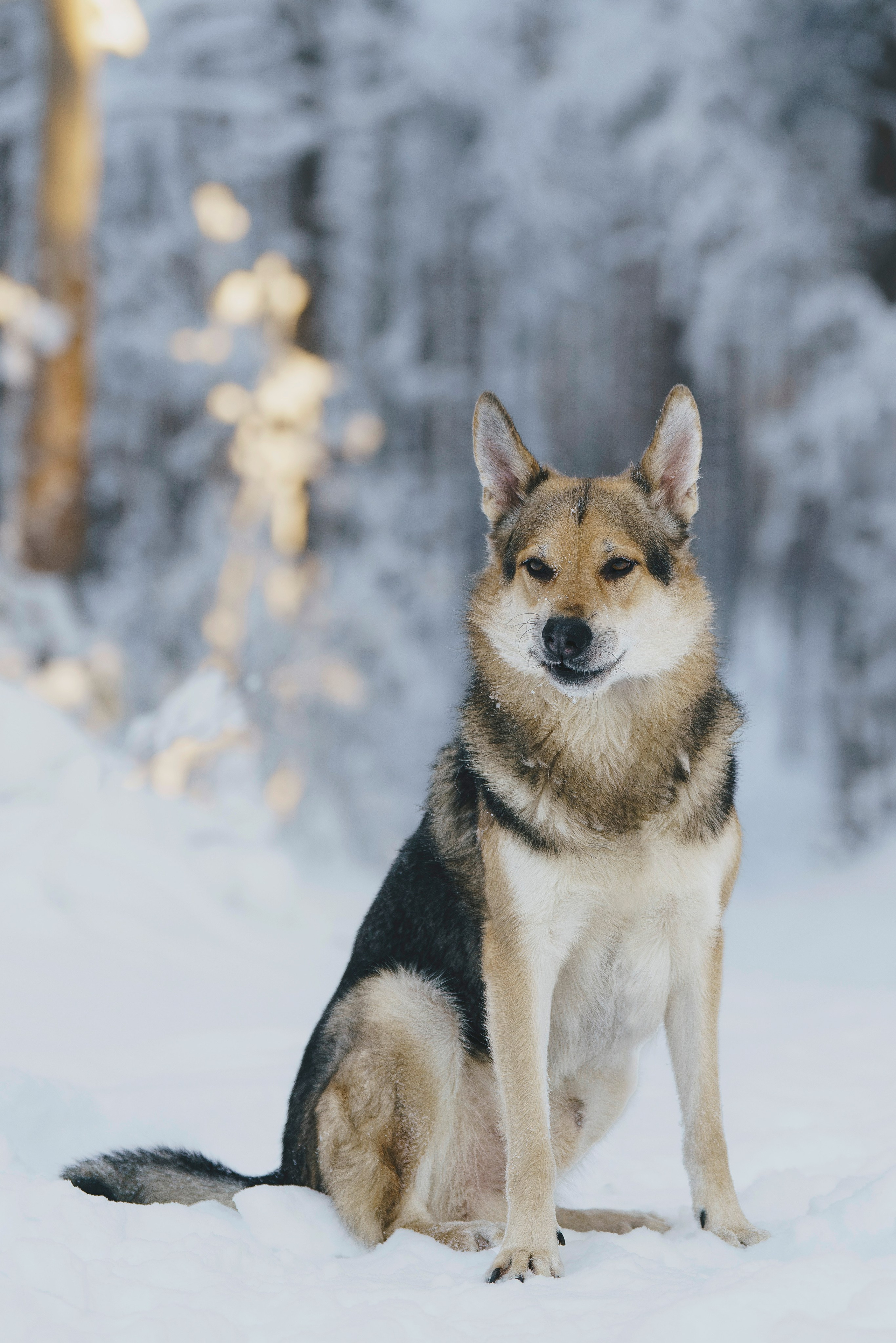 Рэй, Кузя, Ольга и Александр. Фотограф анималист в Спб недорого Олеся Майорова