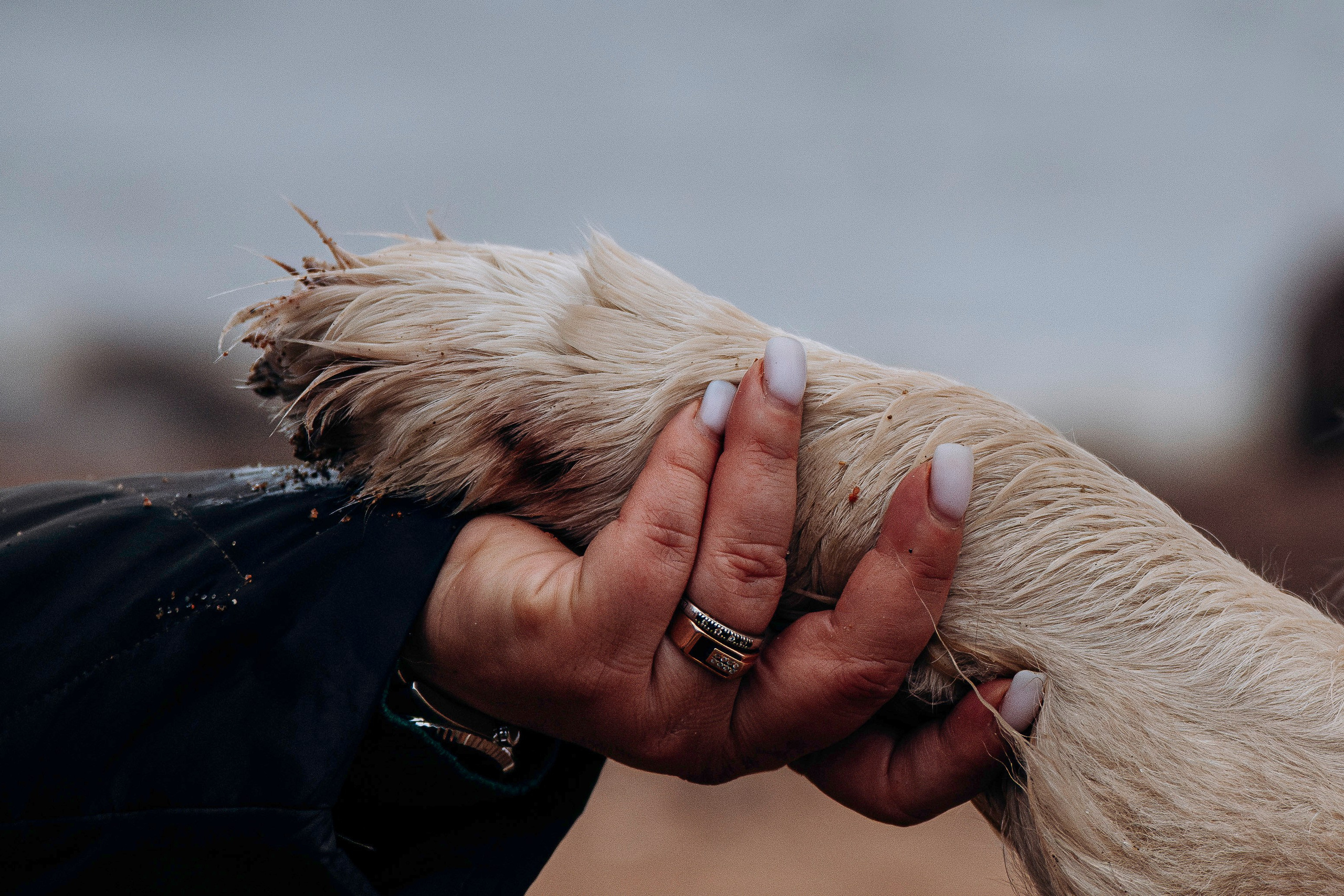 Асти, Крис и Александра. Фотограф анималист в Спб недорого Олеся Майорова