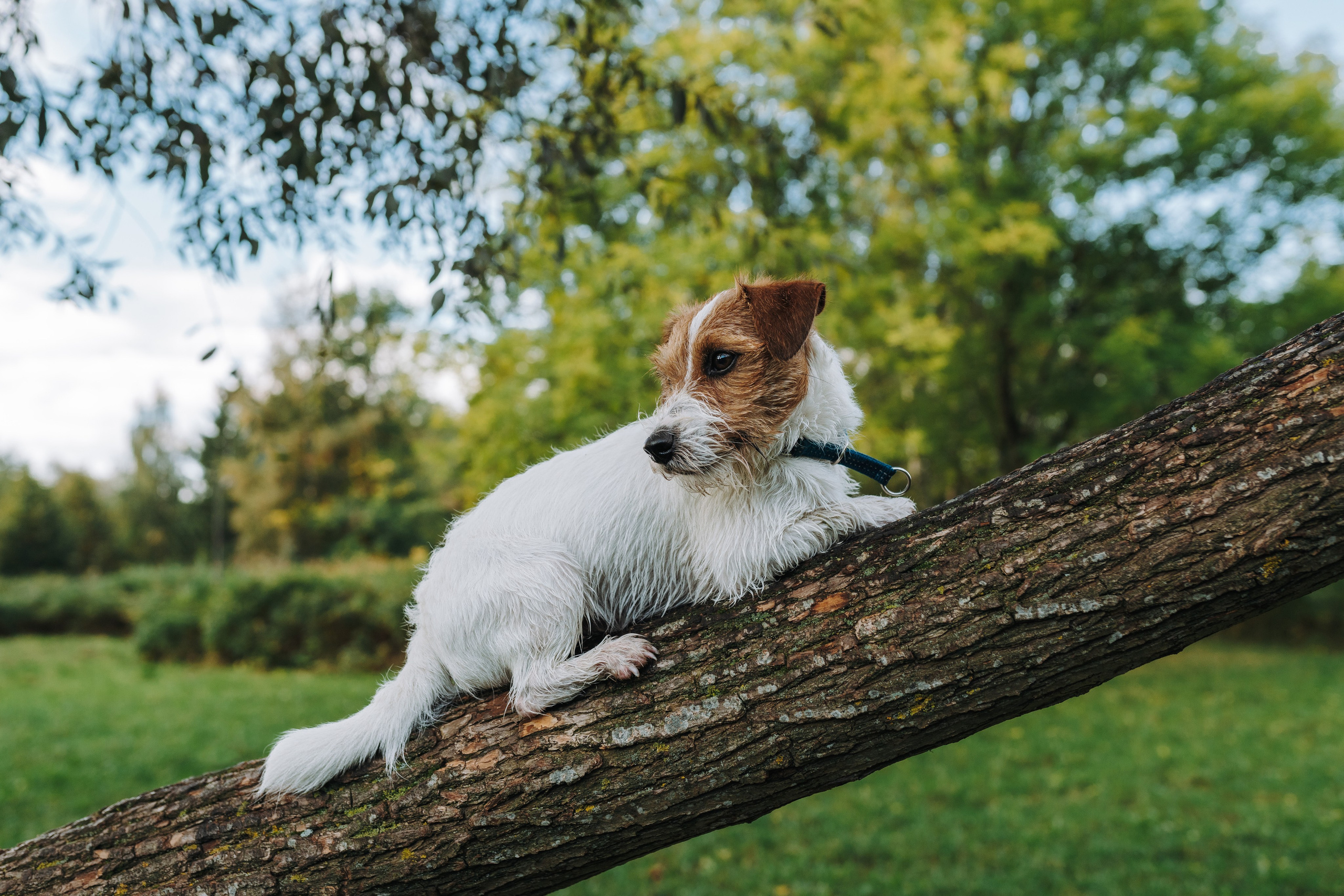Фотосессия с маленькой собакой Спб. Фотограф анималист в Спб недорого Олеся Майорова