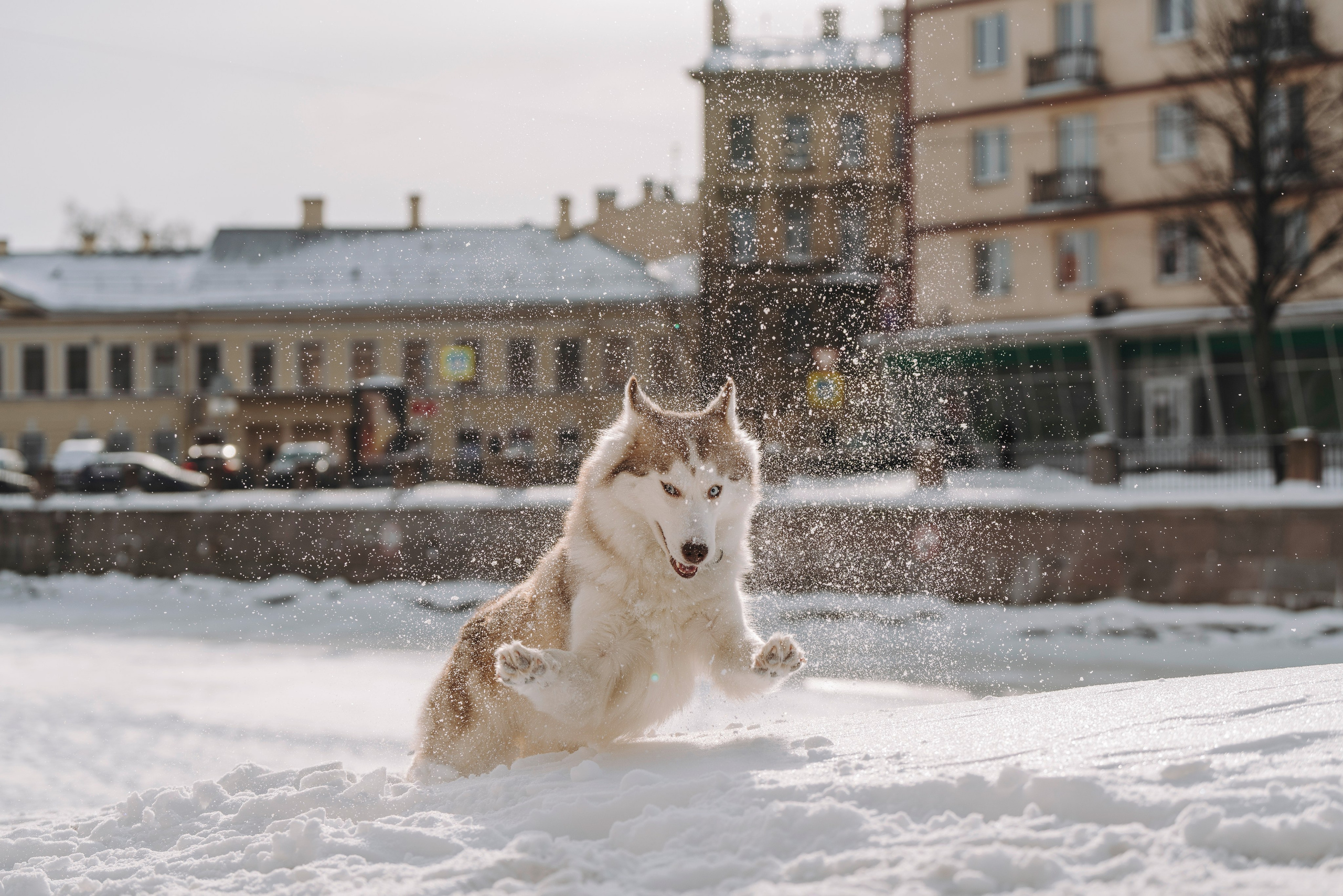 Мария и Амелия. Фотограф анималист в Спб недорого Олеся Майорова