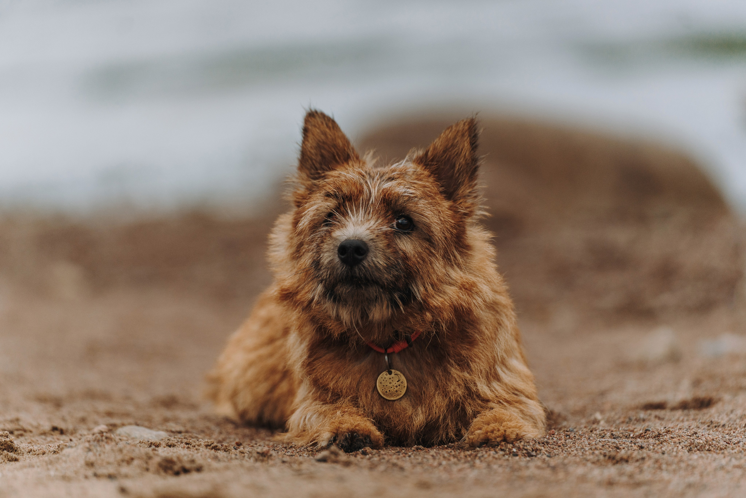 Семейная фотосессия с собакой Спб. Фотограф анималист в Спб недорого Олеся Майорова