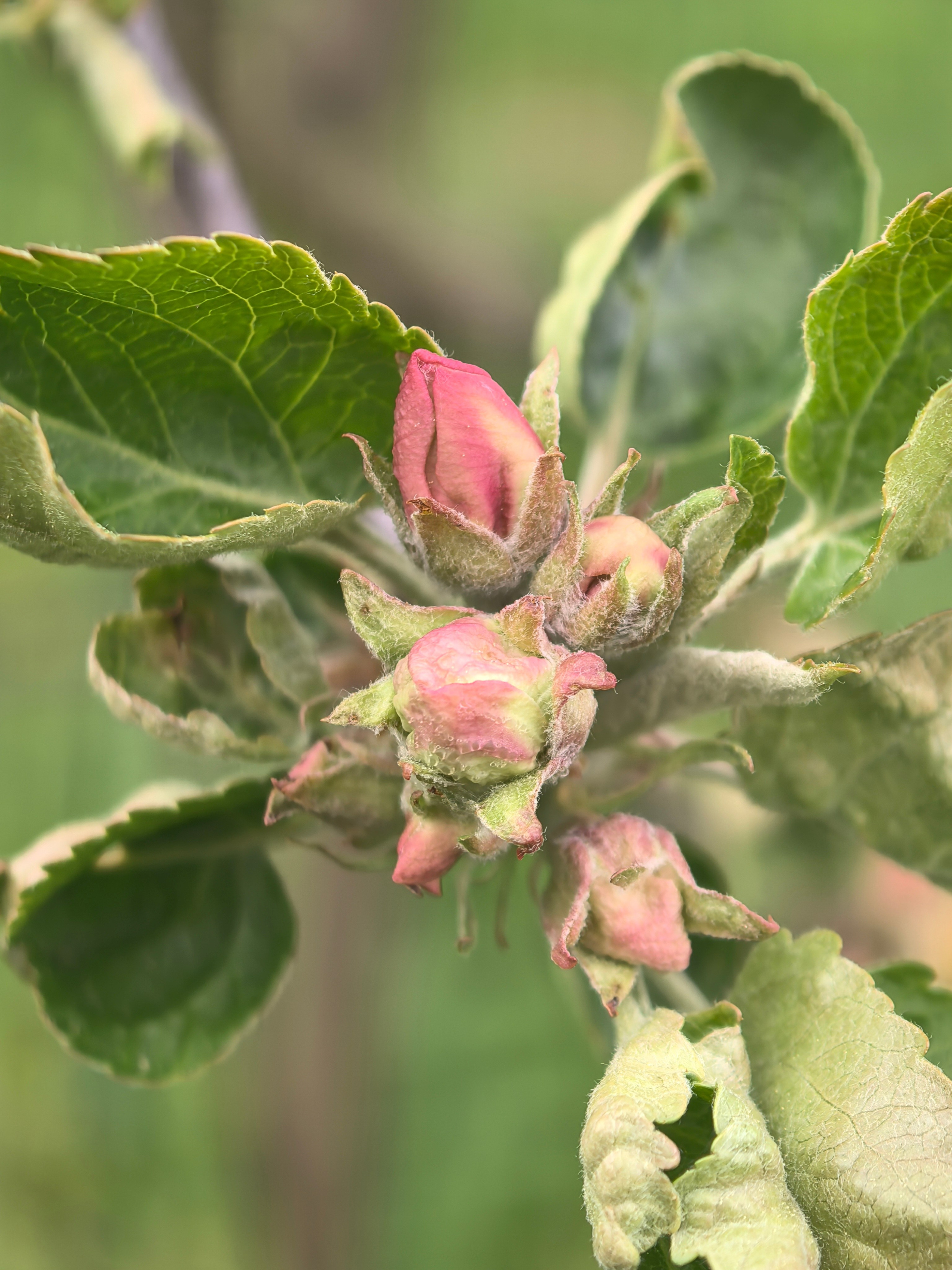 ПочтиМАКРО. Школьные выпускные альбомы в Москве Марина Николаева