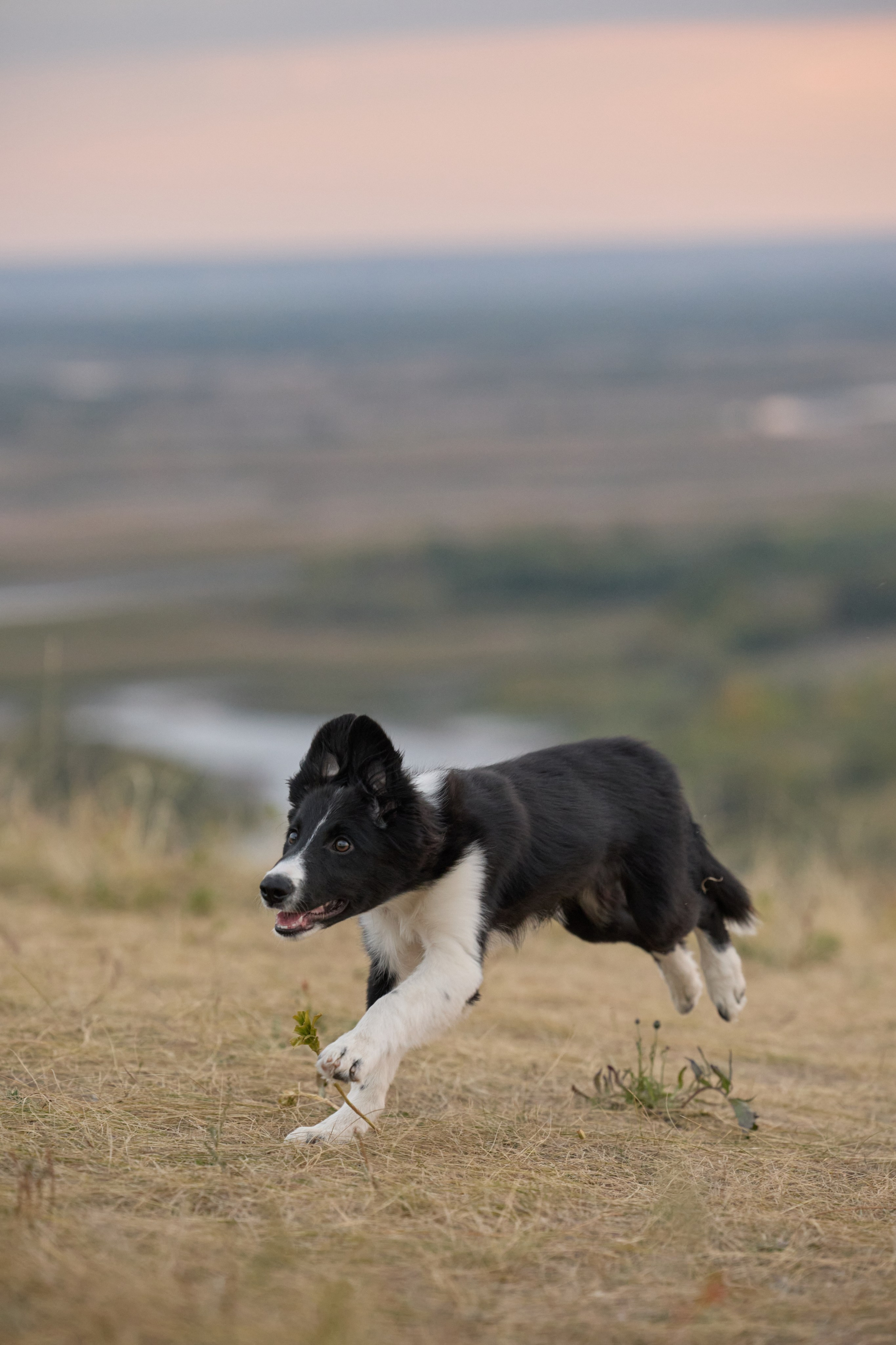 Аделя и ее хвостики. Фотограф анималист в Казани Алина Сулейманова. Фотограф животных