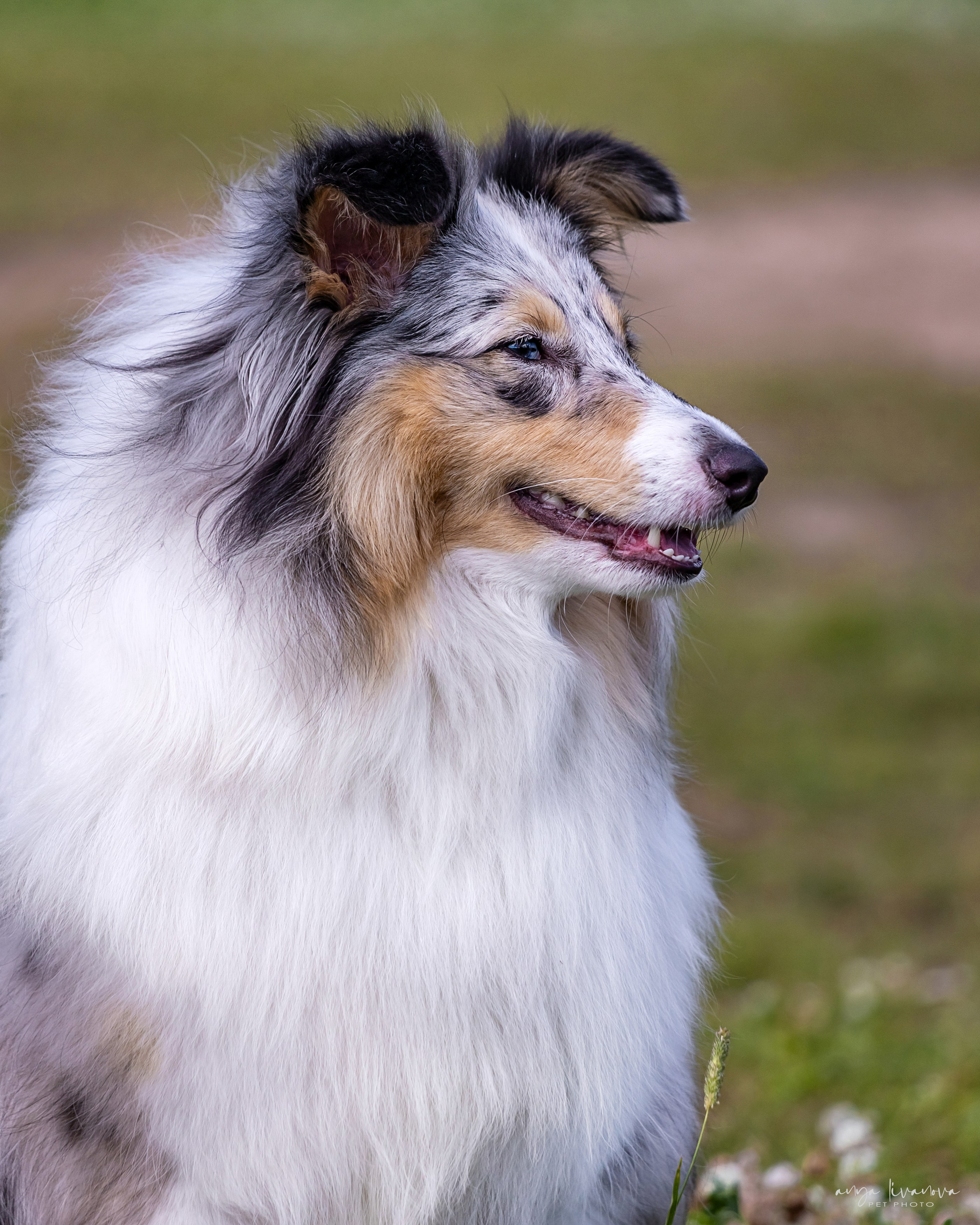 Шелти Мальвина и Марго. Фотограф анималист Аня Ливанова | Рыбинск