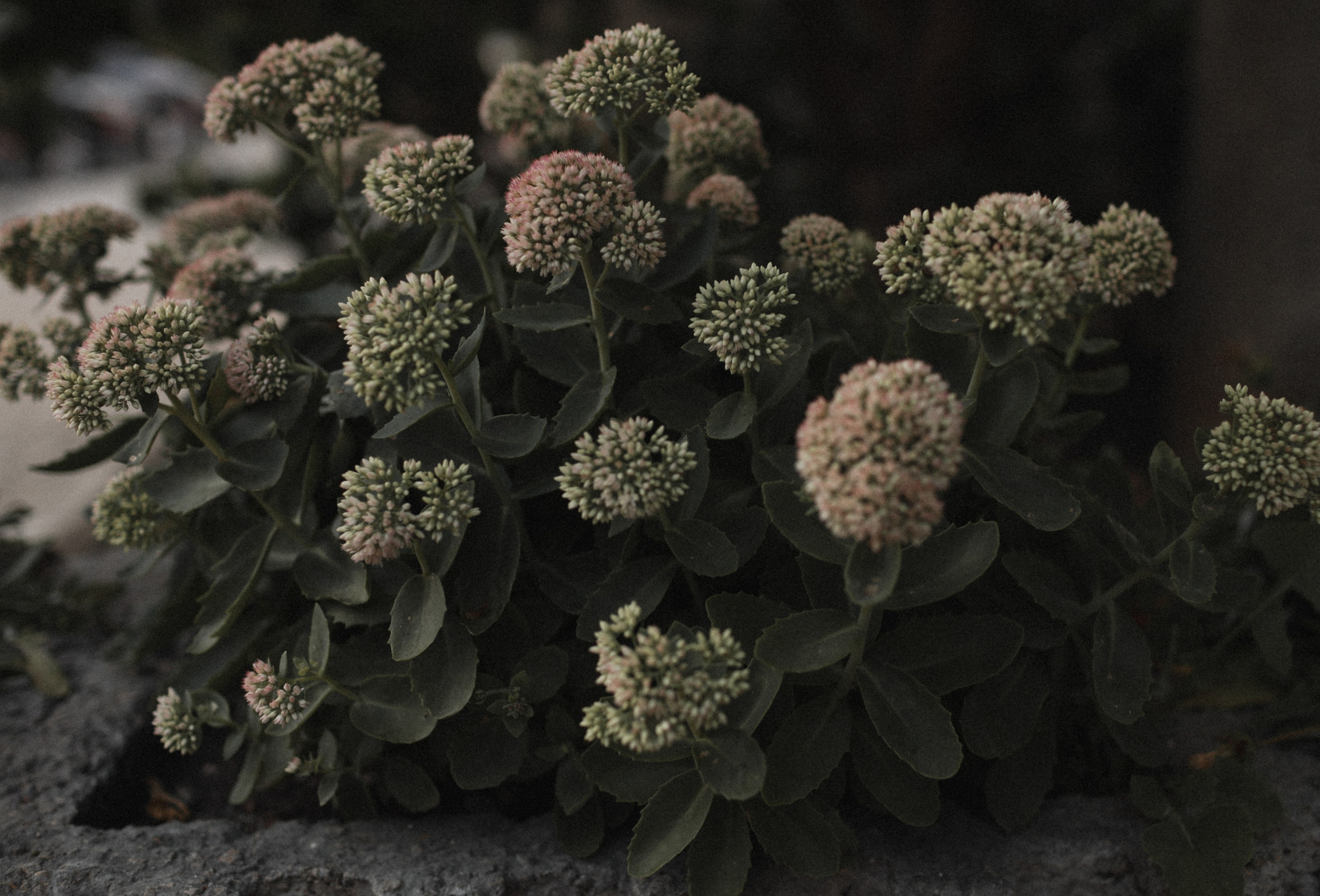 Раз, два, три, четыре, пять, я иду тебя искать…. Фотограф Воронцова Виталия Крым Севастополь