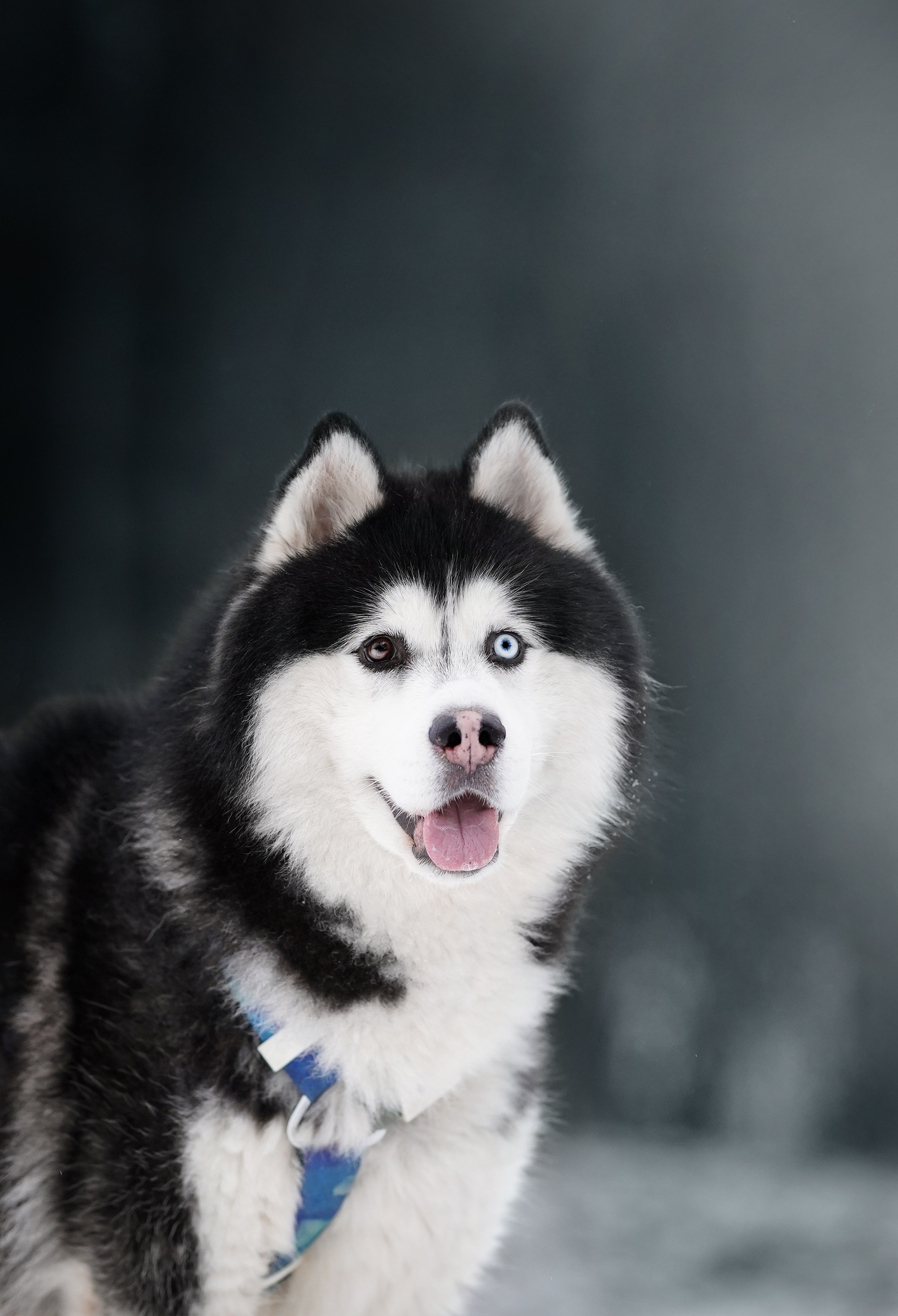 Лора Джанго и Хэппи. Фотограф-анималист в Санкт-Петербурге Яна Мартынова