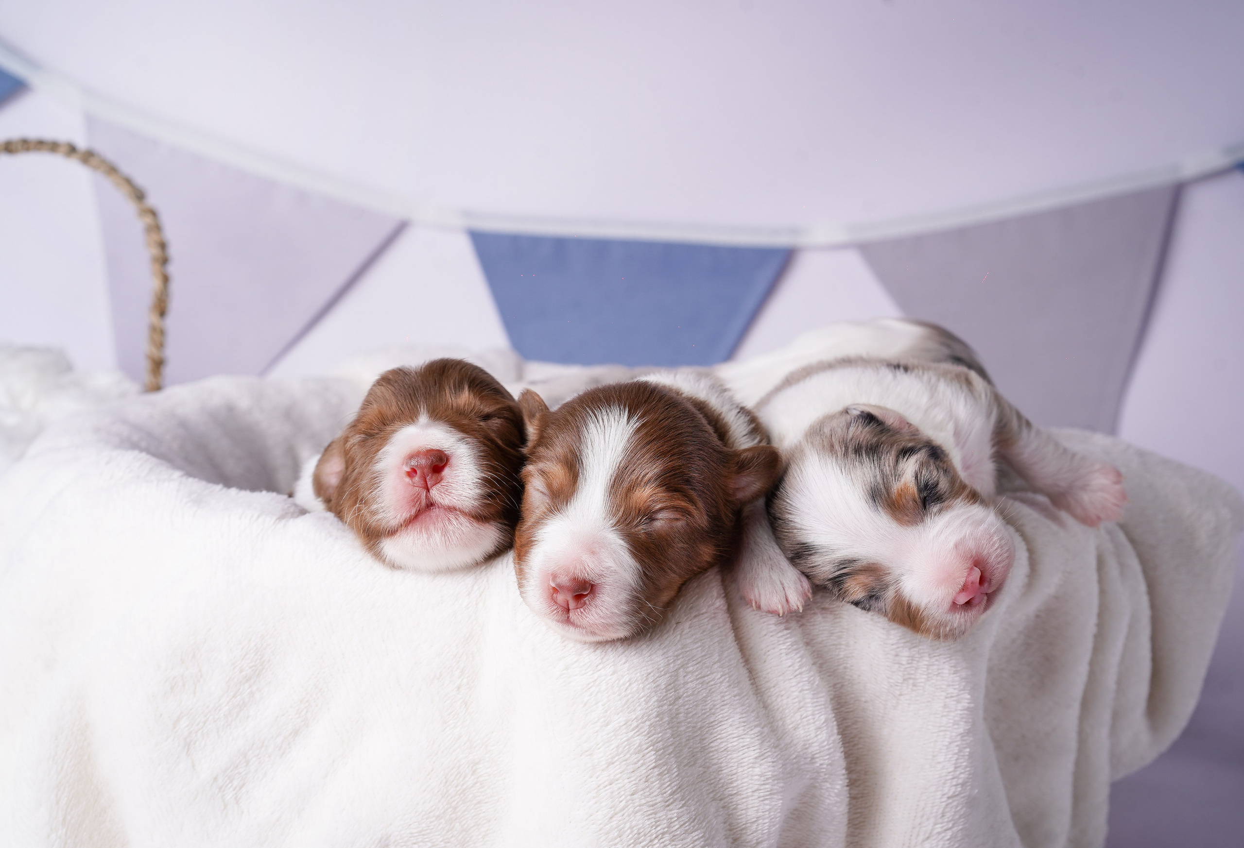 Щенки австралийской овчарки. Фотограф-анималист в Санкт-Петербурге Яна Мартынова