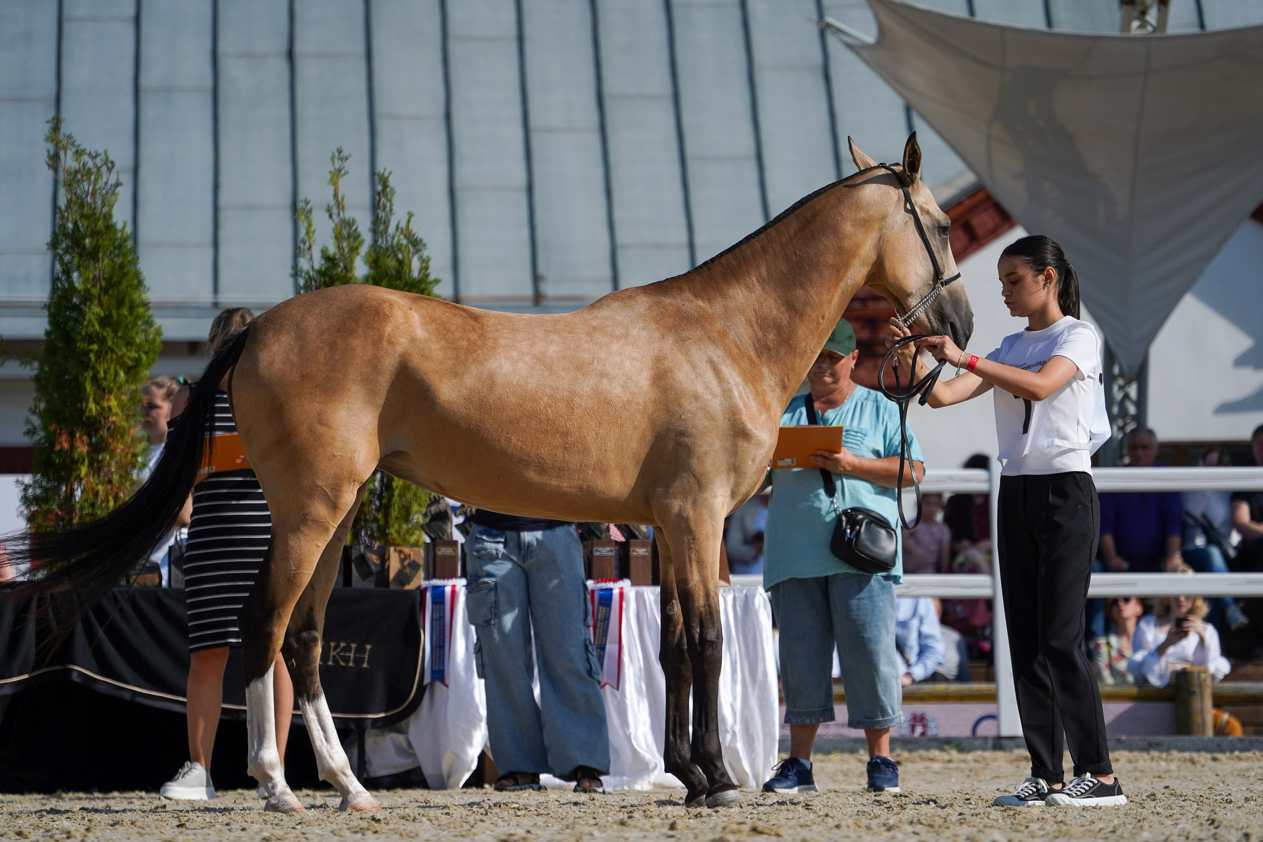 Чемпионат лошадей чистокровной ахалтекинской породы «КУБОК РОССИИ — 2024». Фотограф-анималист, портретный фотограф в Чебоксарах Мария Садыкова