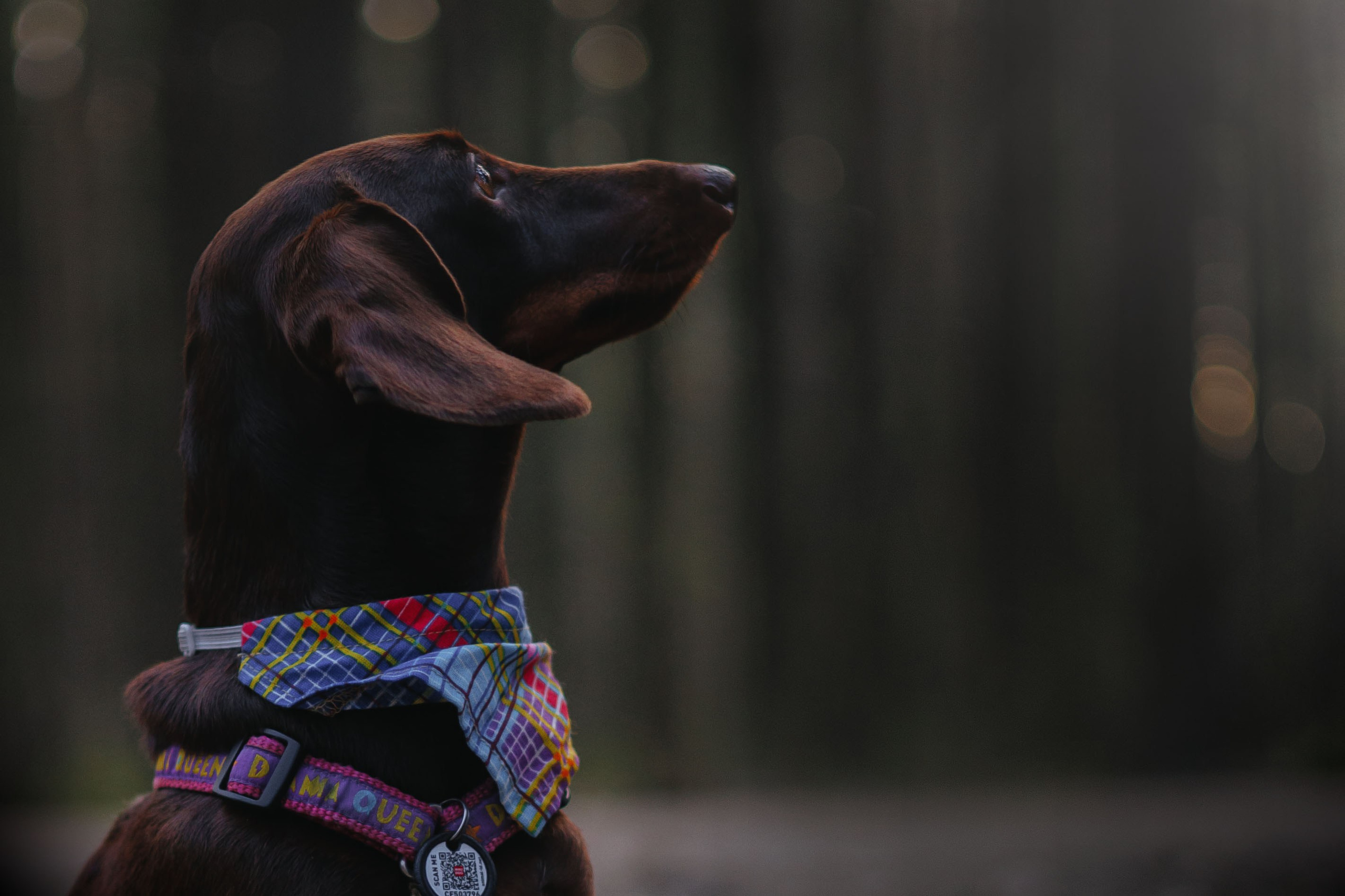 Наталья и Ялта. Фотограф животных Евгения Верцинская
