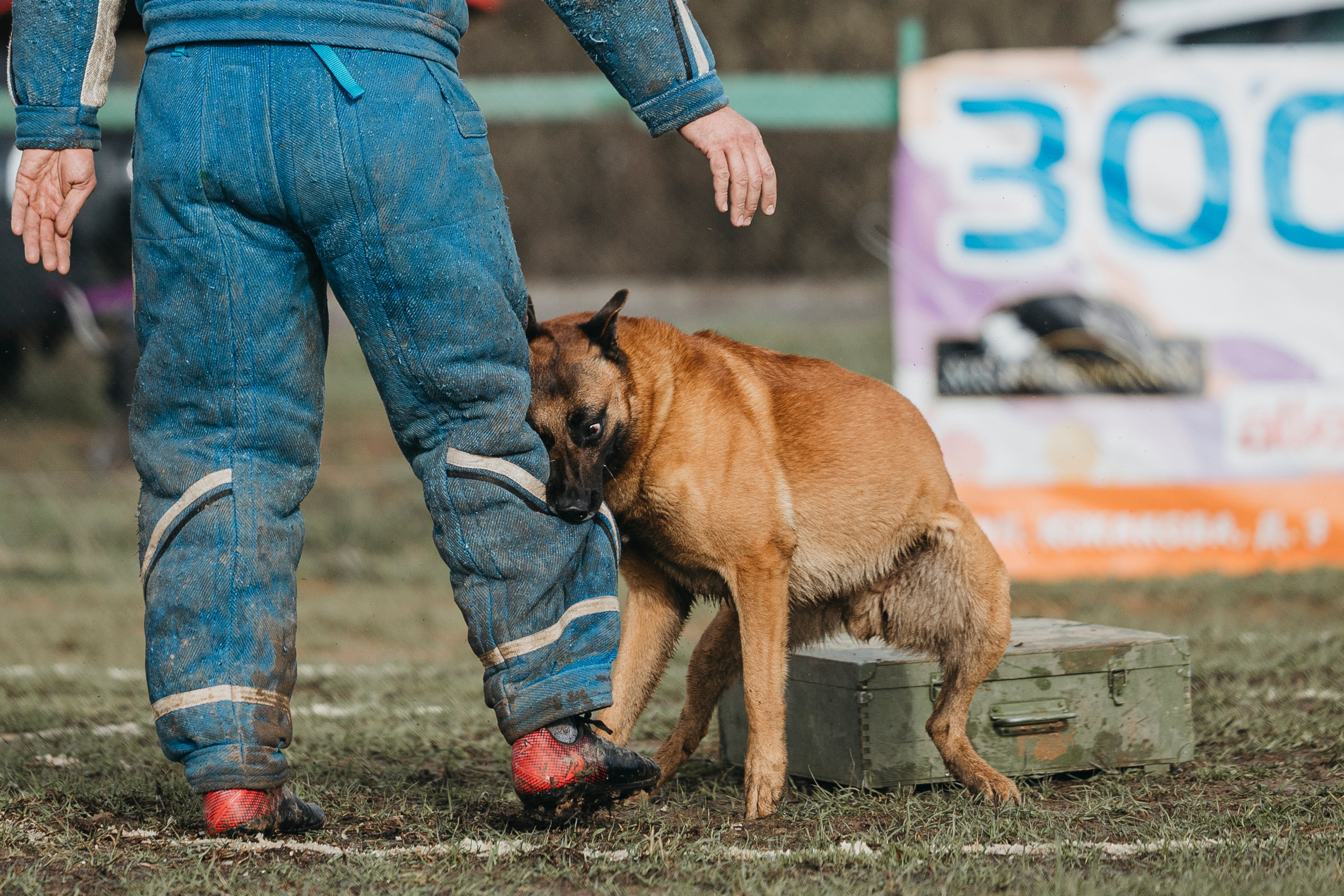 09.05.25 Вологда соревнования. Фотограф-анималист Анна Маринич