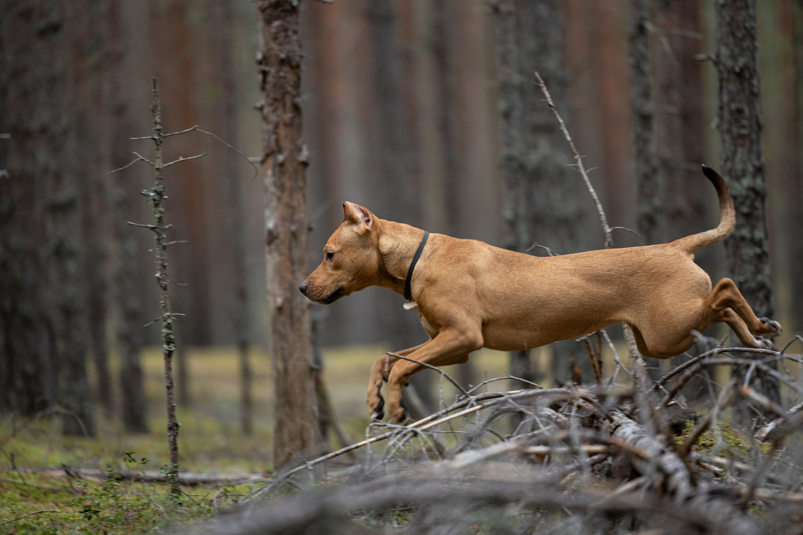 Лужские Мальдивы. Фотограф-анималист Анна Маринич