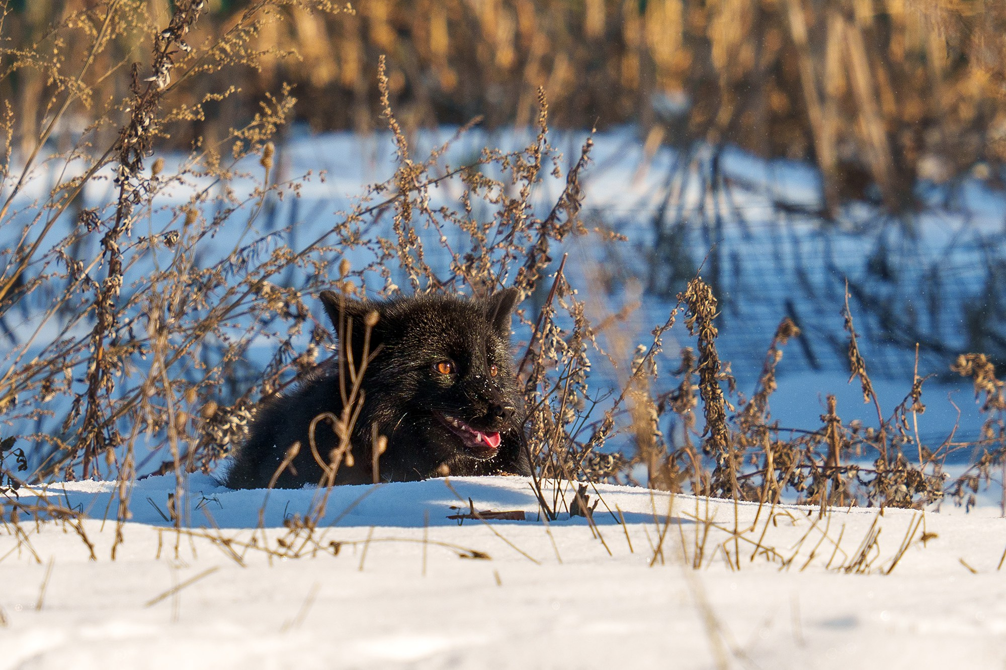 Животные. Ваш личный фотограф Марина Волкова