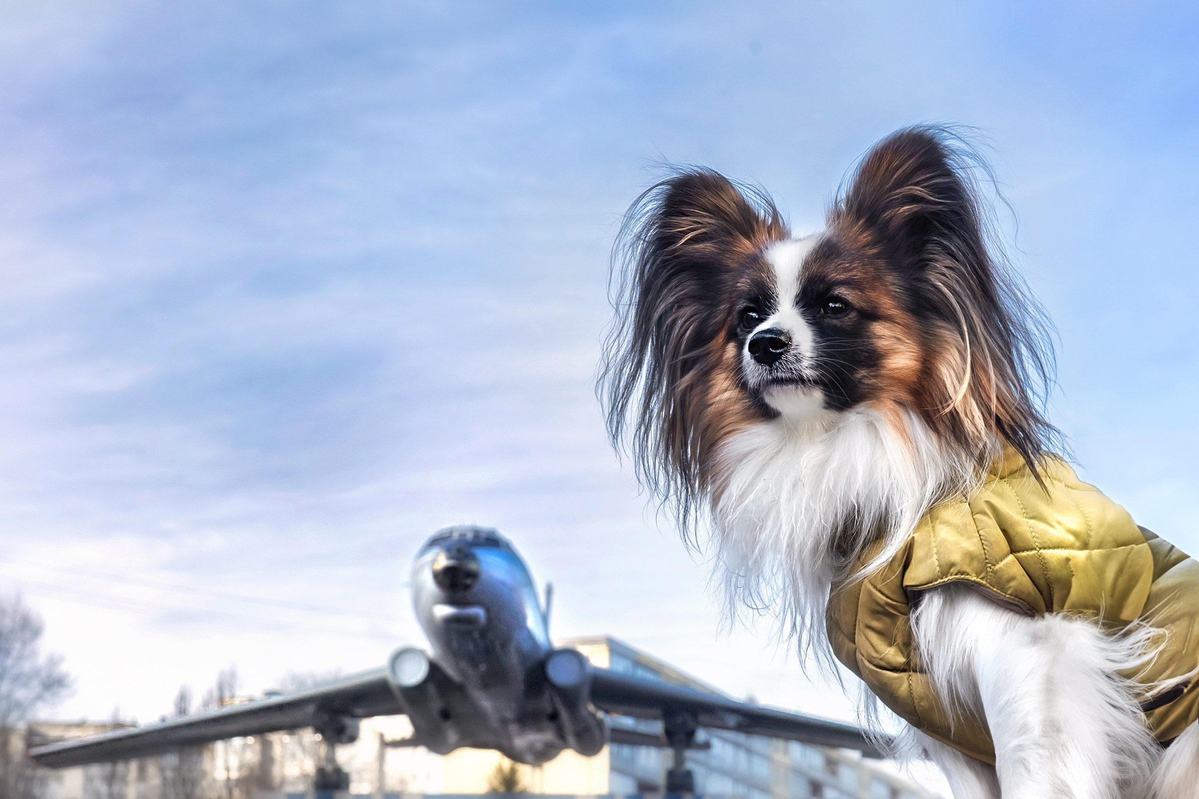 Хьюстон. Фотограф анималист Аня Ливанова | Рыбинск