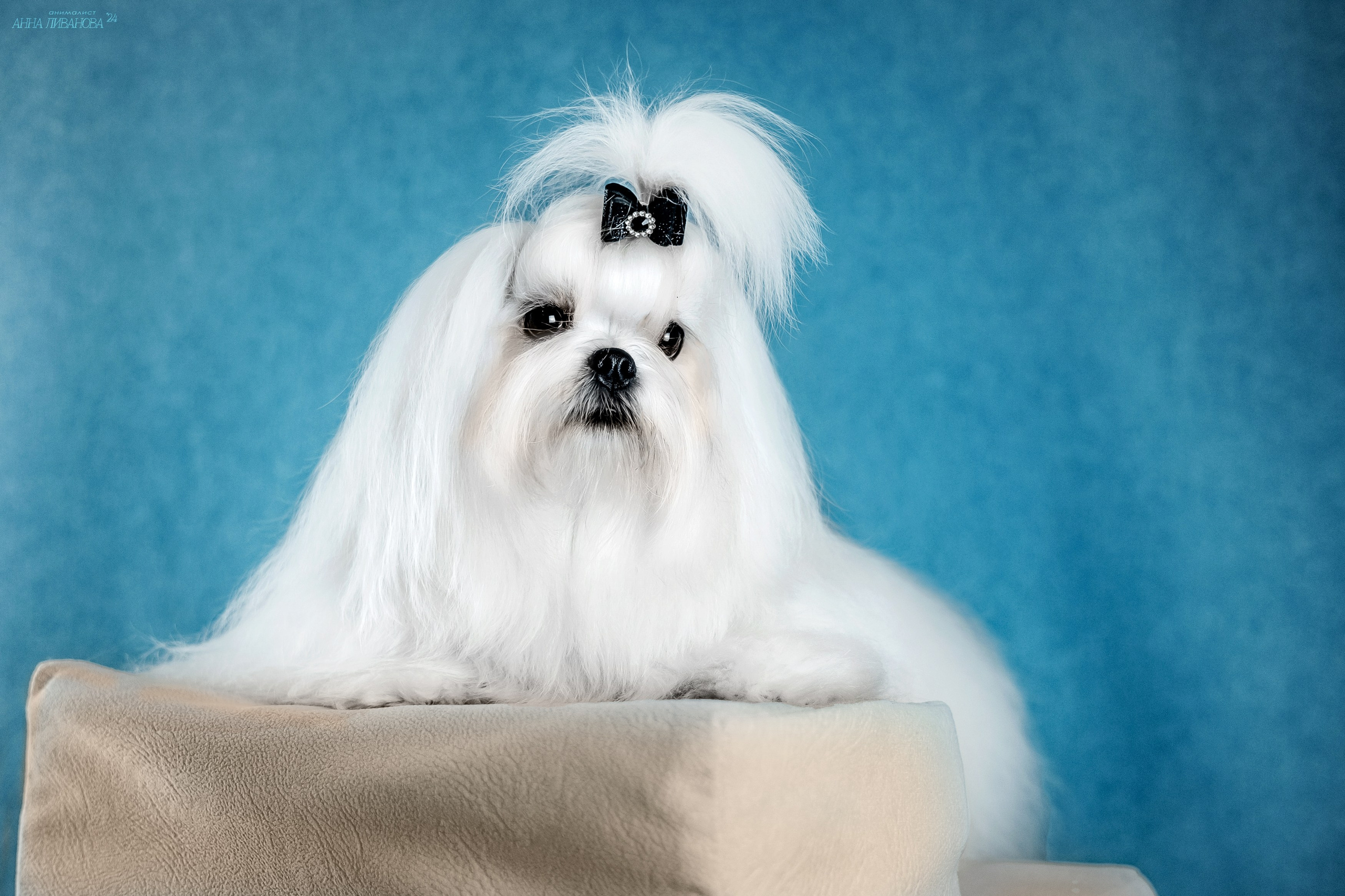 Мальтезе. Фотограф анималист Аня Ливанова | Рыбинск