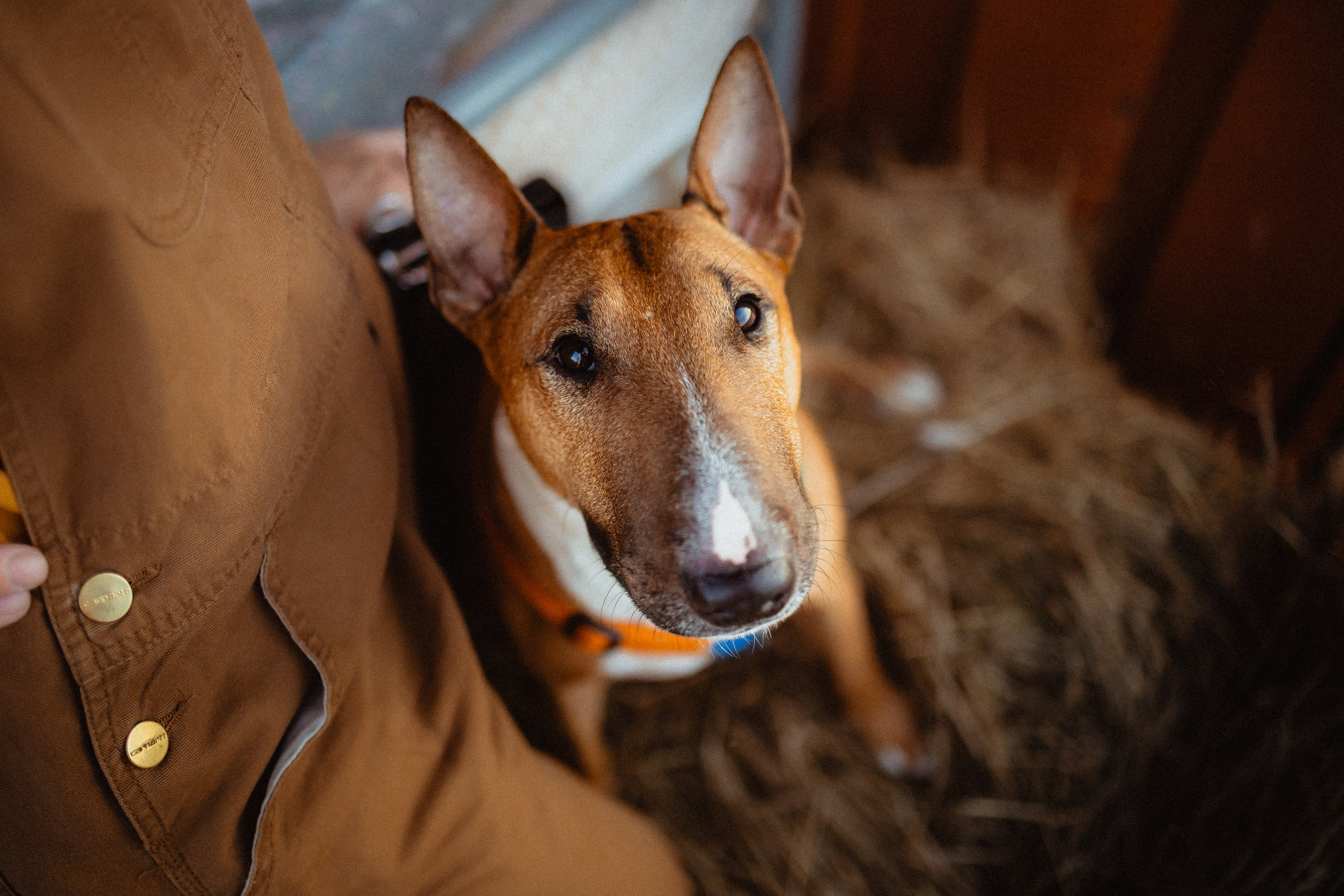 Выездной дог-тренинг от школы «Шерсть имею»