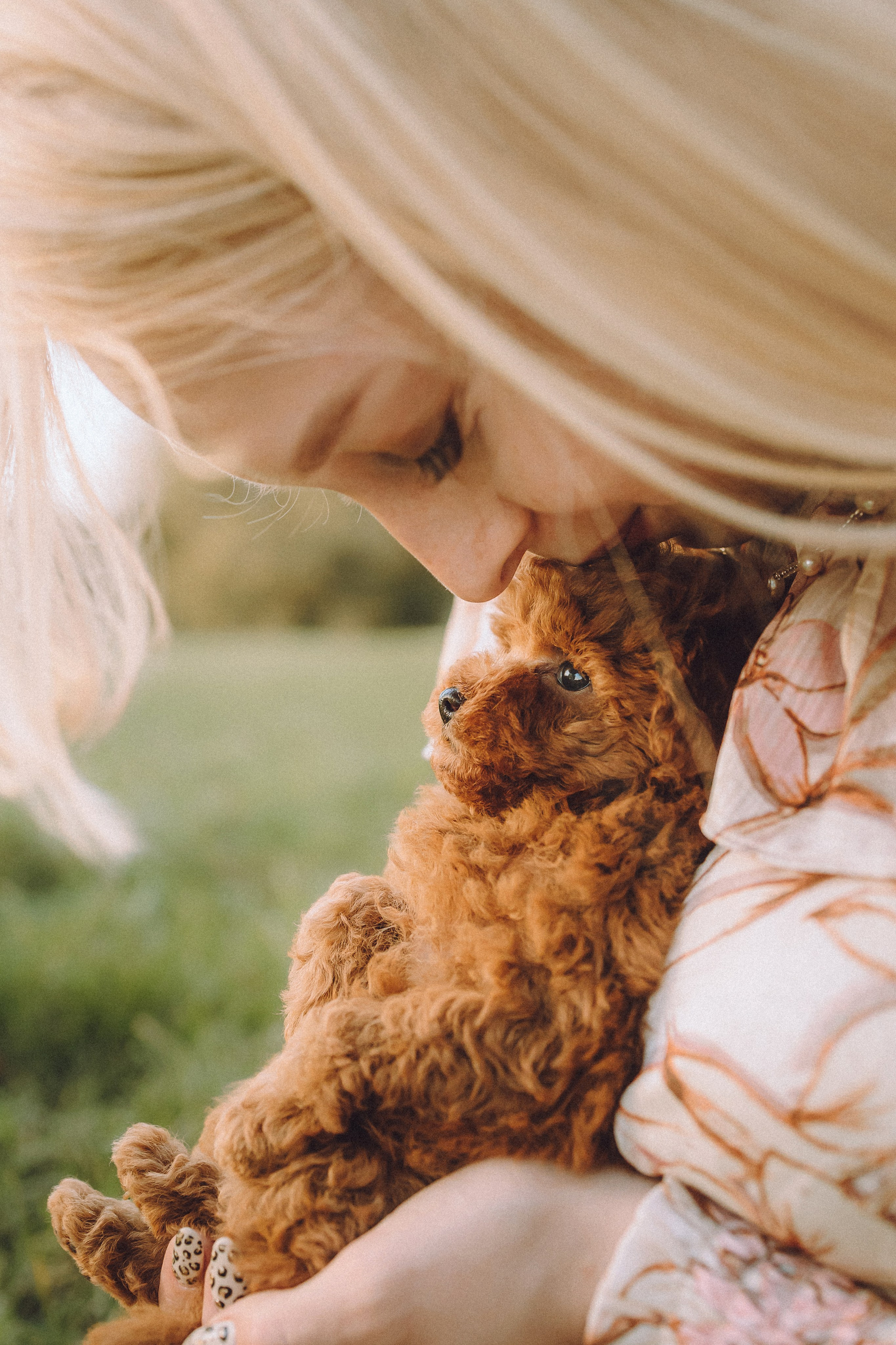Гречка, Кари и щенки