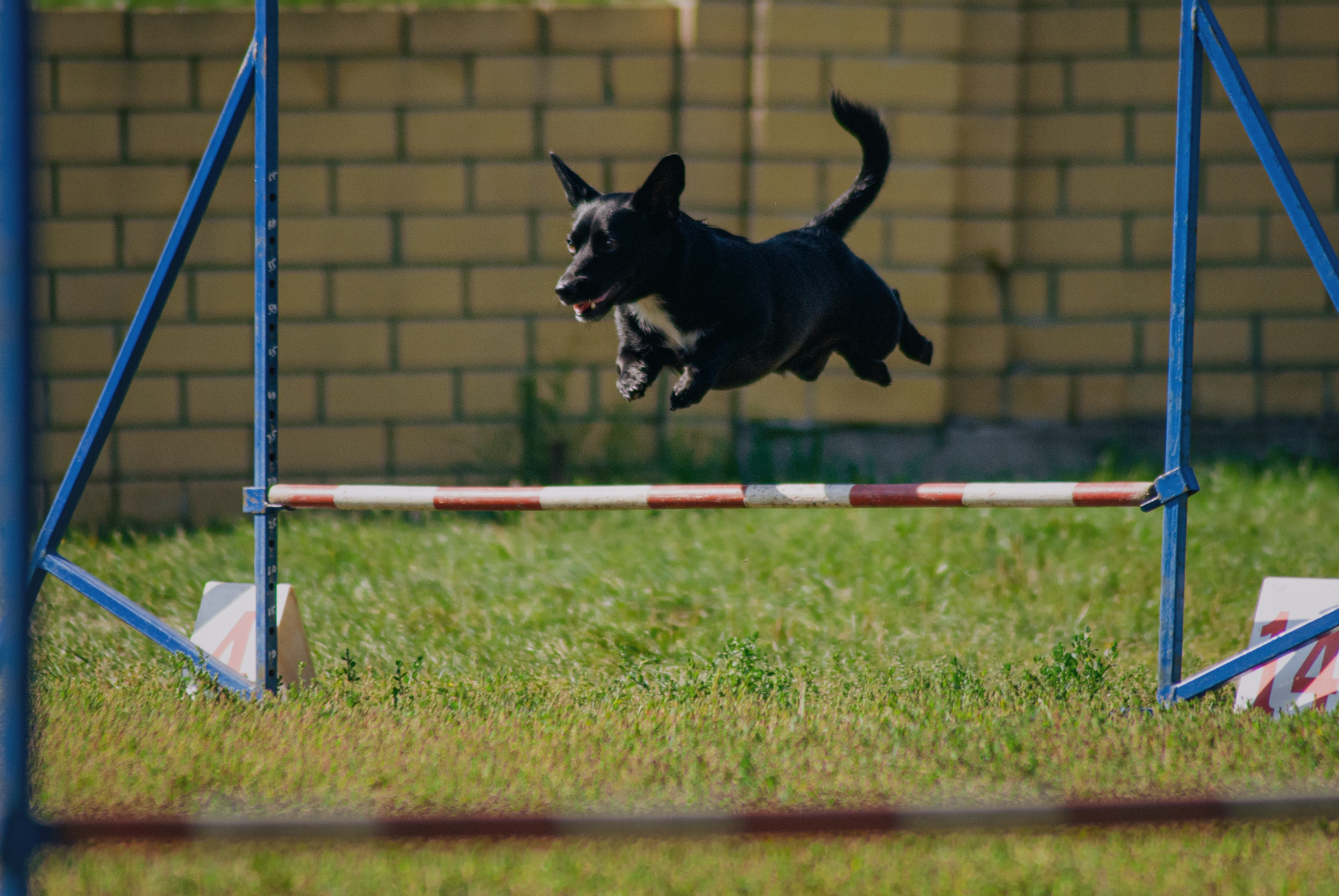 Аджилити. Фотограф в Тюмени Лизавета Сапицкая