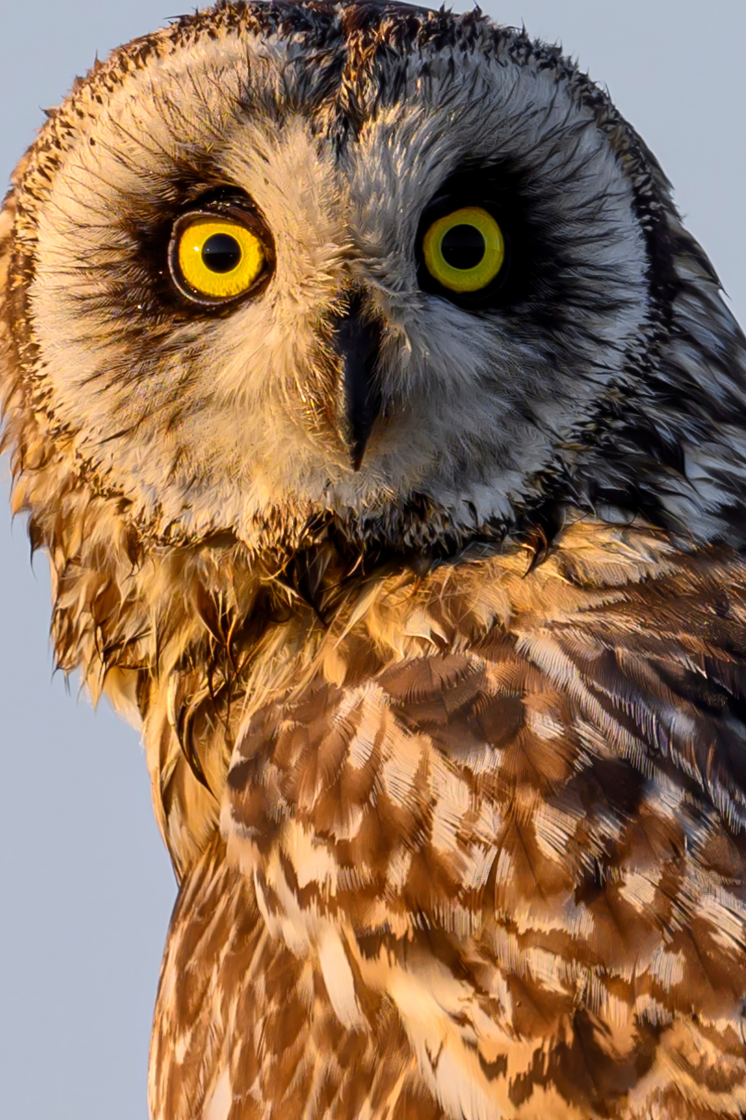 Совы и веретенники. Фотограф Сергей Пупонин