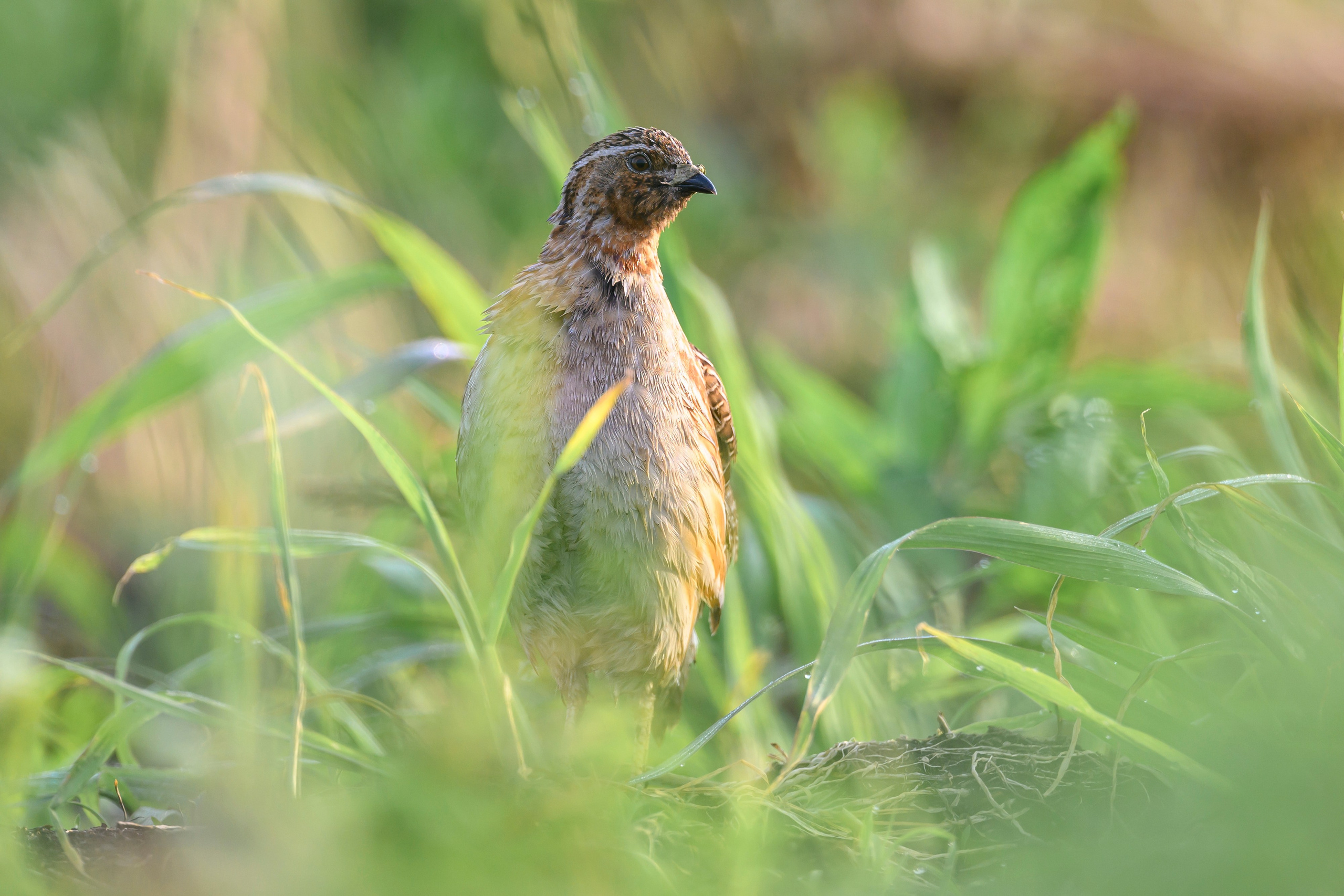 Перепела и коростель. Фотограф Сергей Пупонин