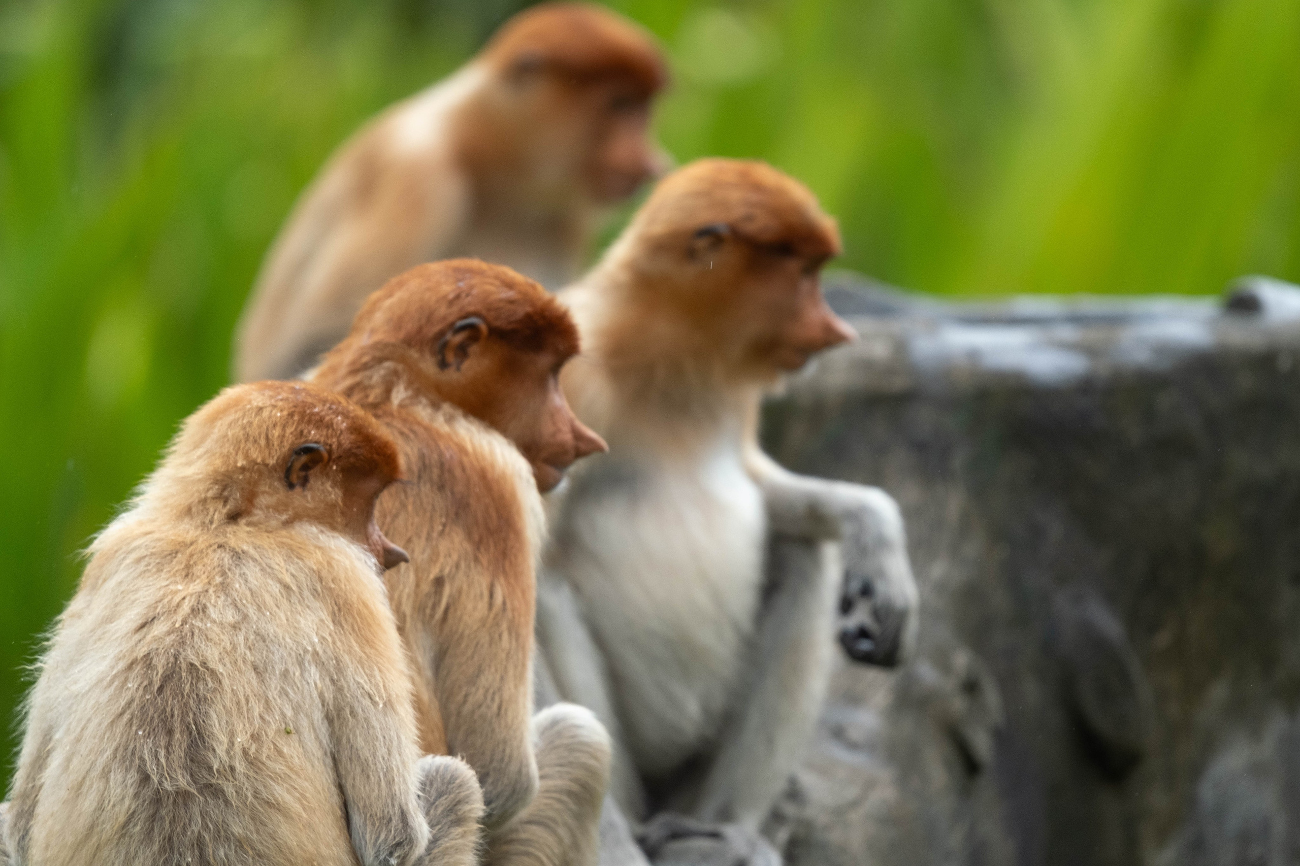 О. Борнео, г. Сандакан. В мире животных. Фотографии из путешествий