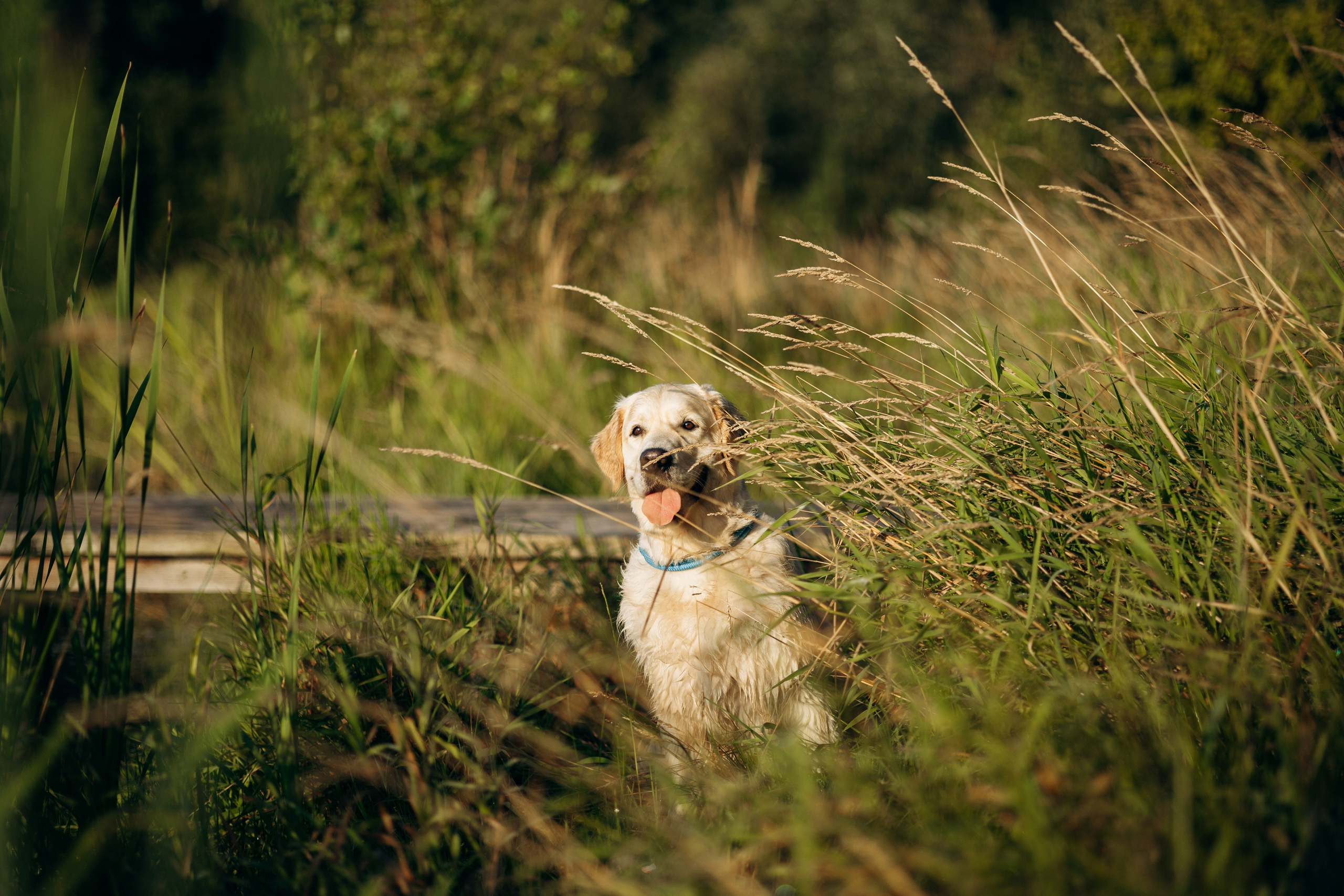 Ирина и ее золотинки. Фотограф — Анималист | Санкт-Петербург