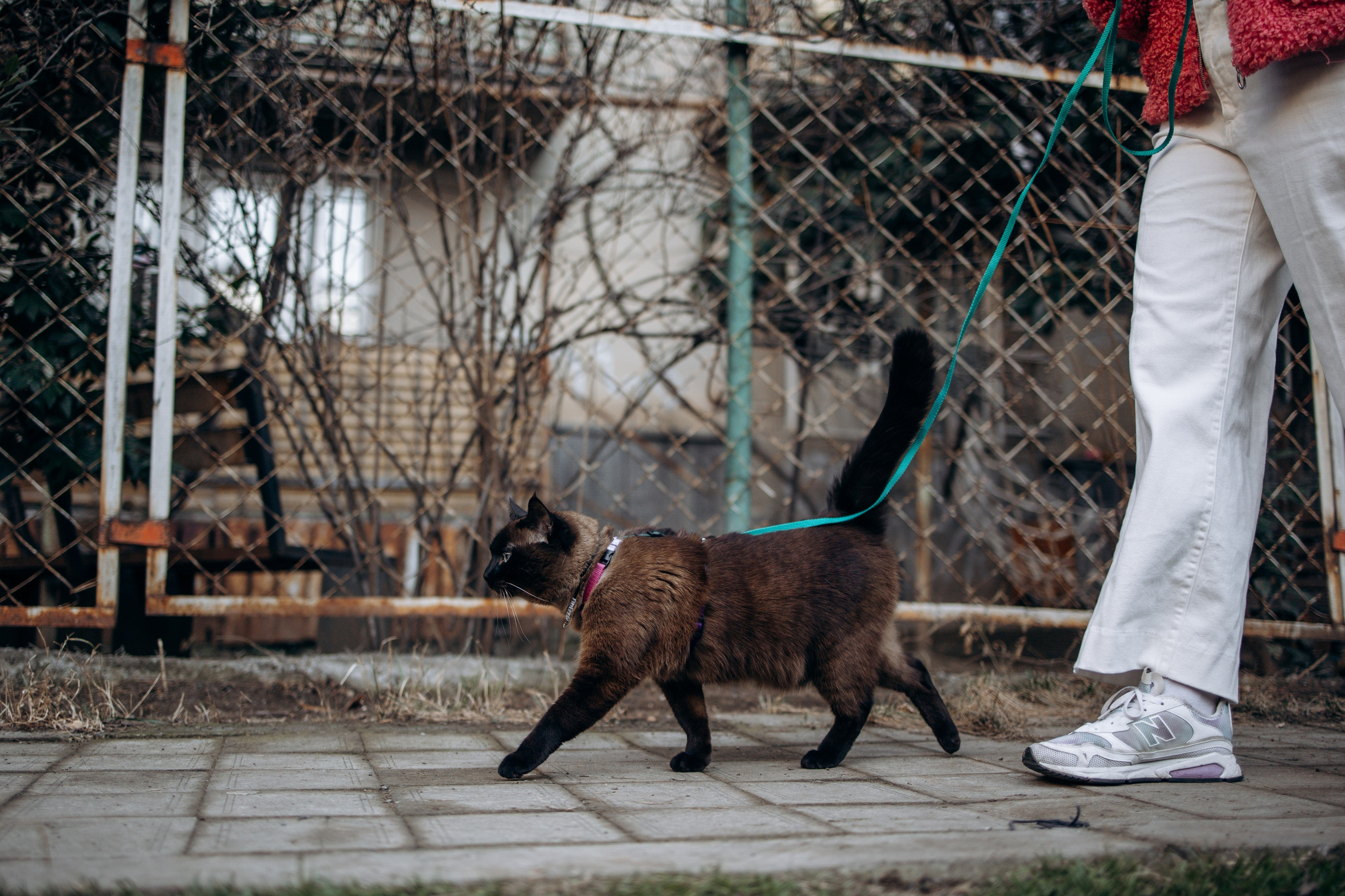 Саша и ее хвосты. Фотограф — Анималист | Санкт-Петербург