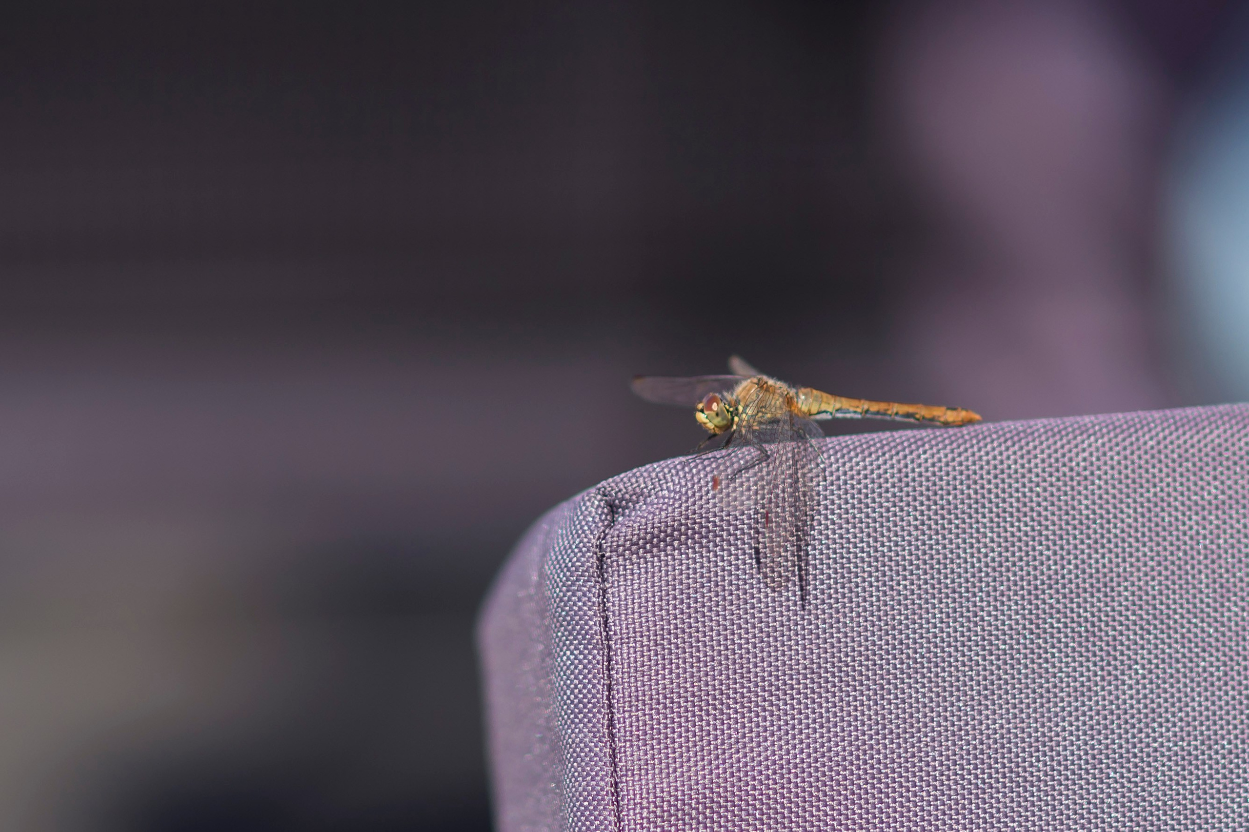 Александра 5 лет. Фотограф Крещения и Венчания. Минск и другие города. Почтенная Наташа