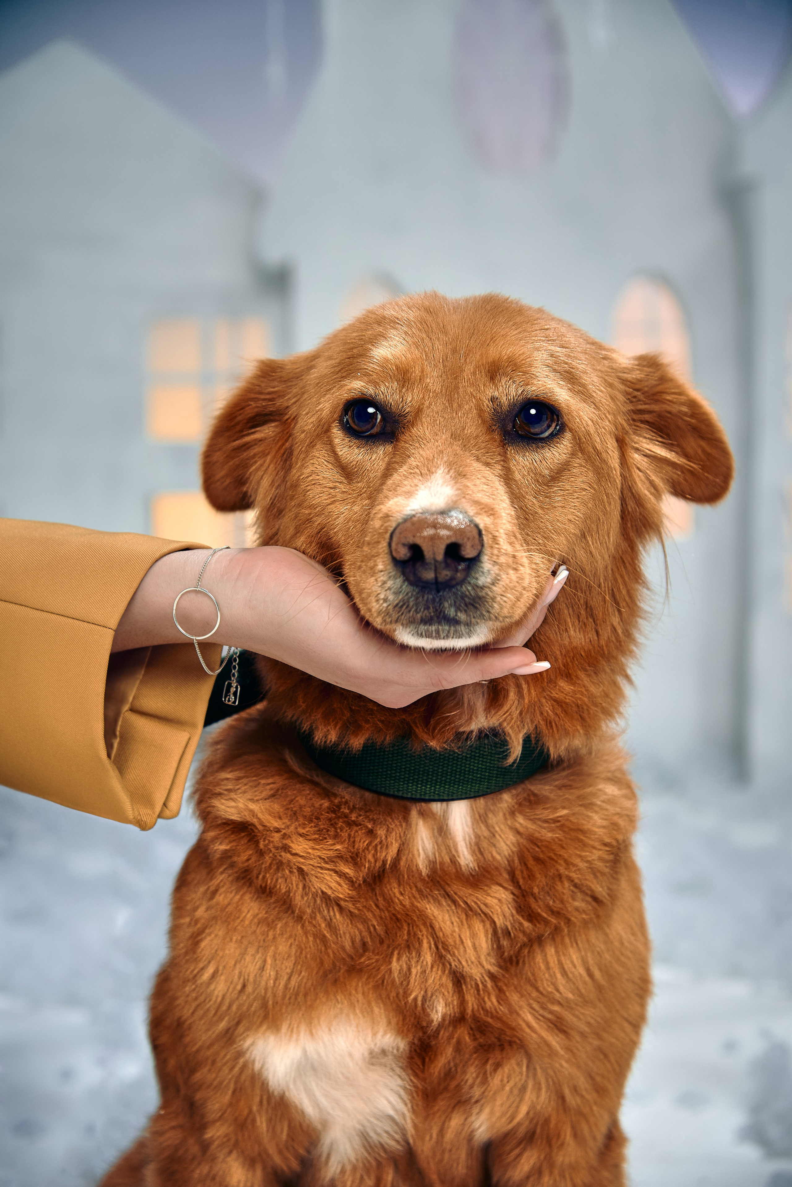 Съемка с питомцами из приюта. Фотограф Алматы Ольга Photodooshy