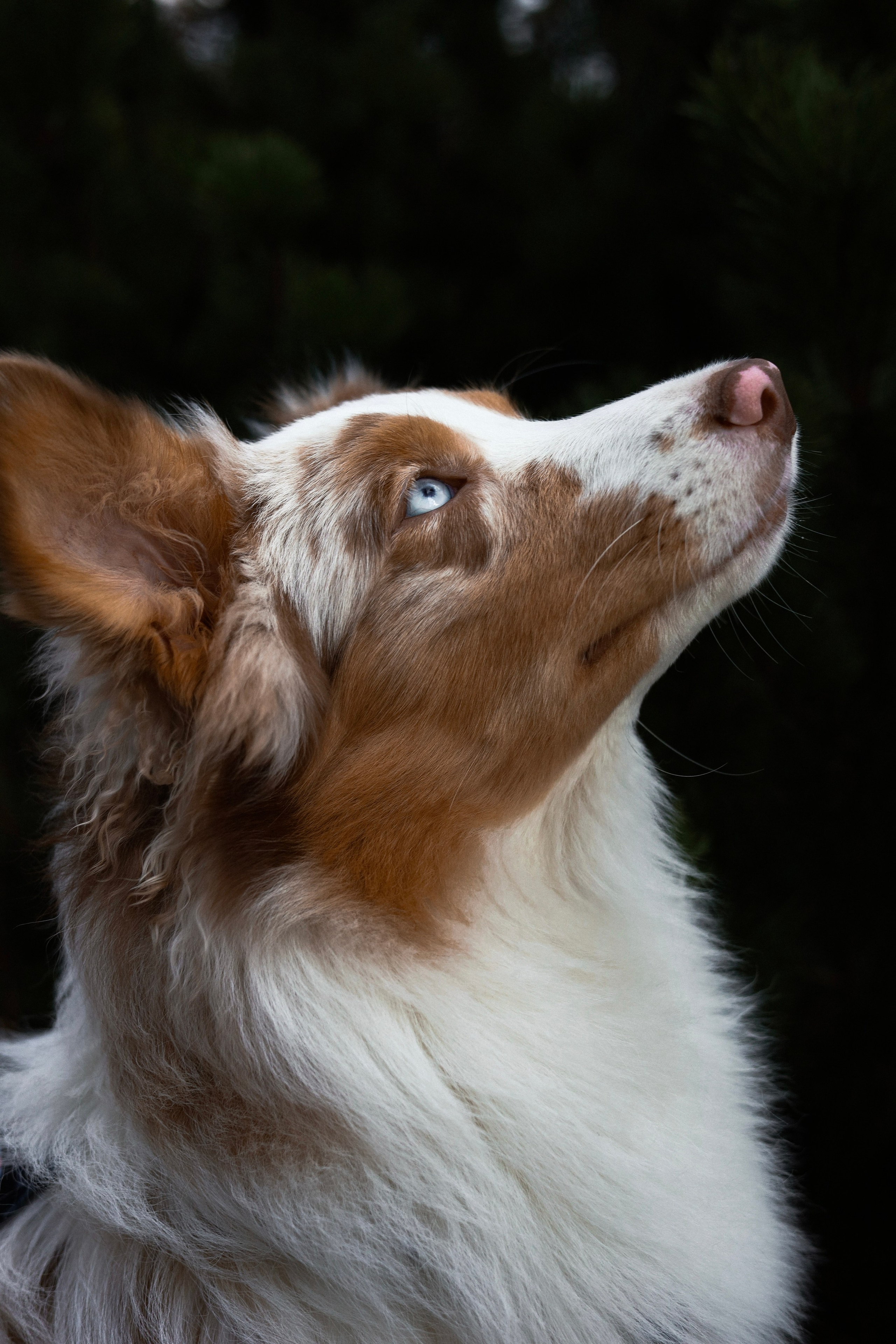 Бри и Яна. Фотограф-анималист Ксения Шевцова|Москва