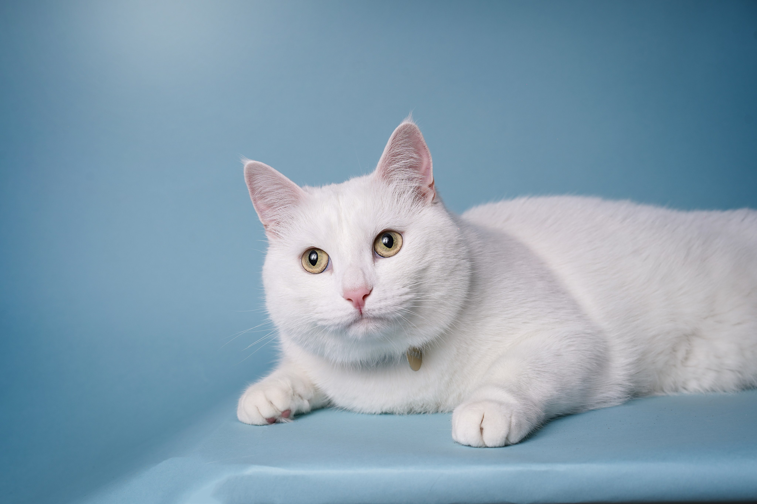 Маффин и Сэм. Фотограф-анималист в Санкт-Петербурге Яна Мартынова