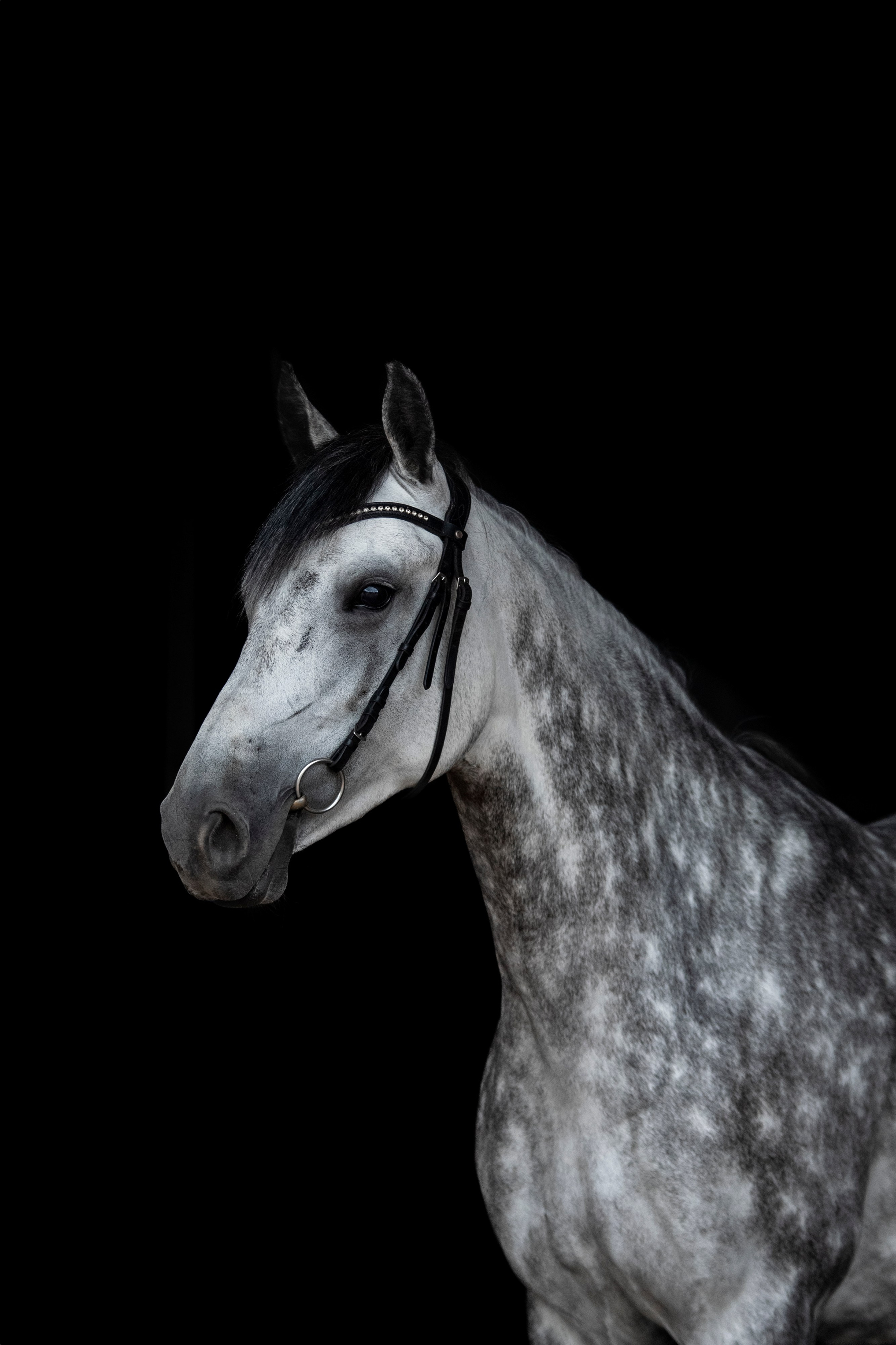 Лошади на свободе, съемка лошадей, экстерьерная съемка, фотосессия