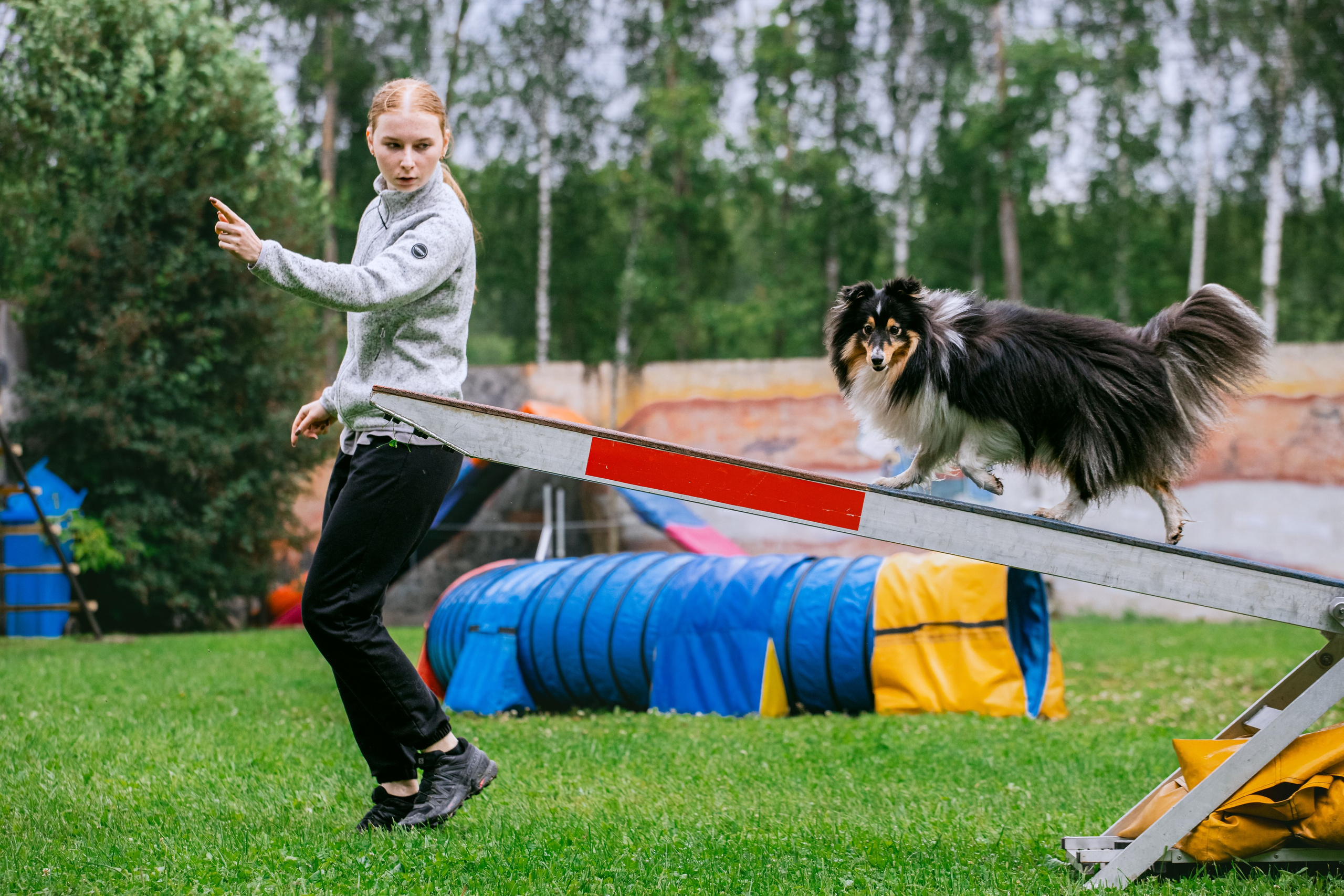 Соревнования по аджилити Долгопрудный 30.06.2025. Фотограф-анималист Татьяна Степанова