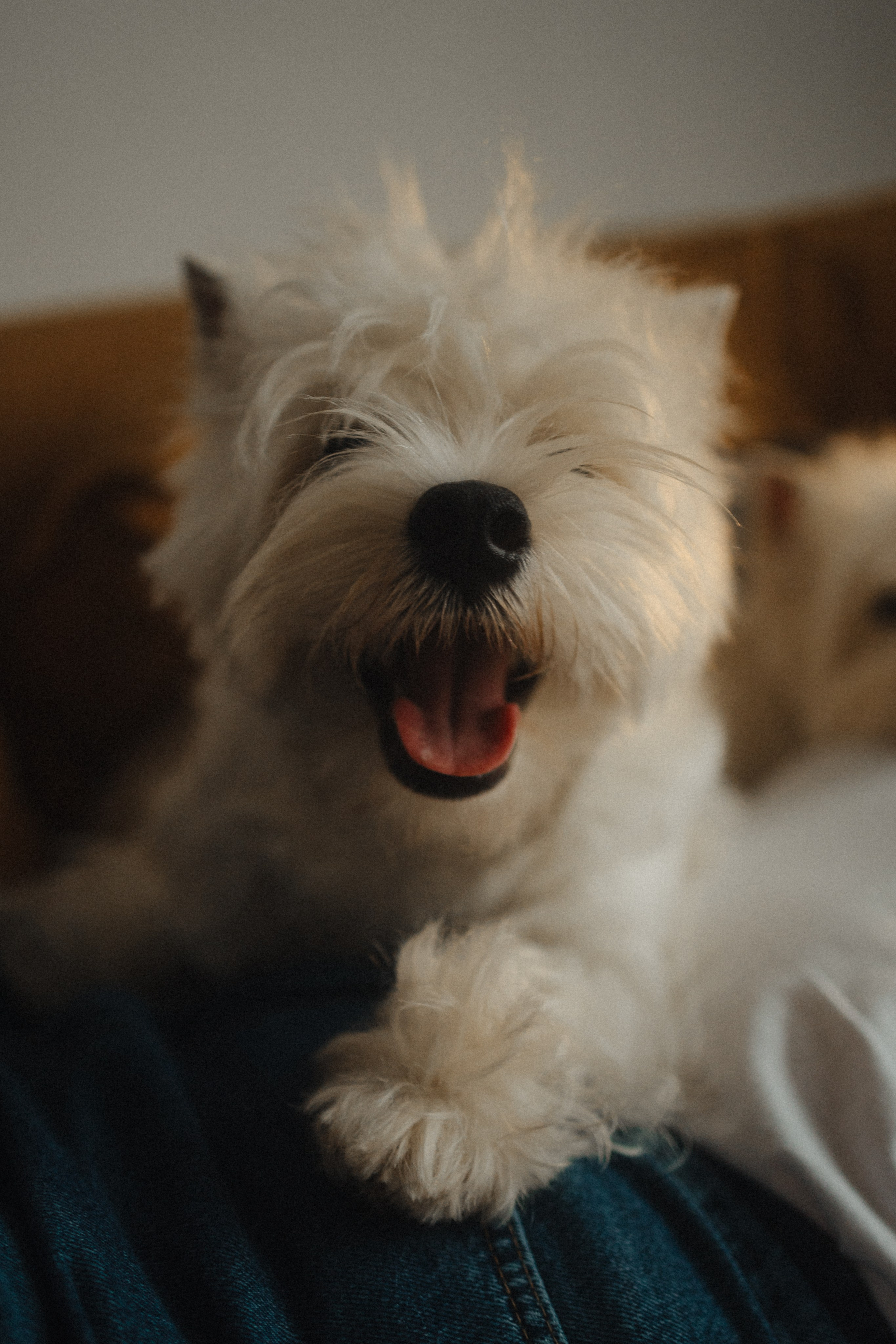 Вероника, Мята и Малина. Фотораф — анималист Мария Шистка
