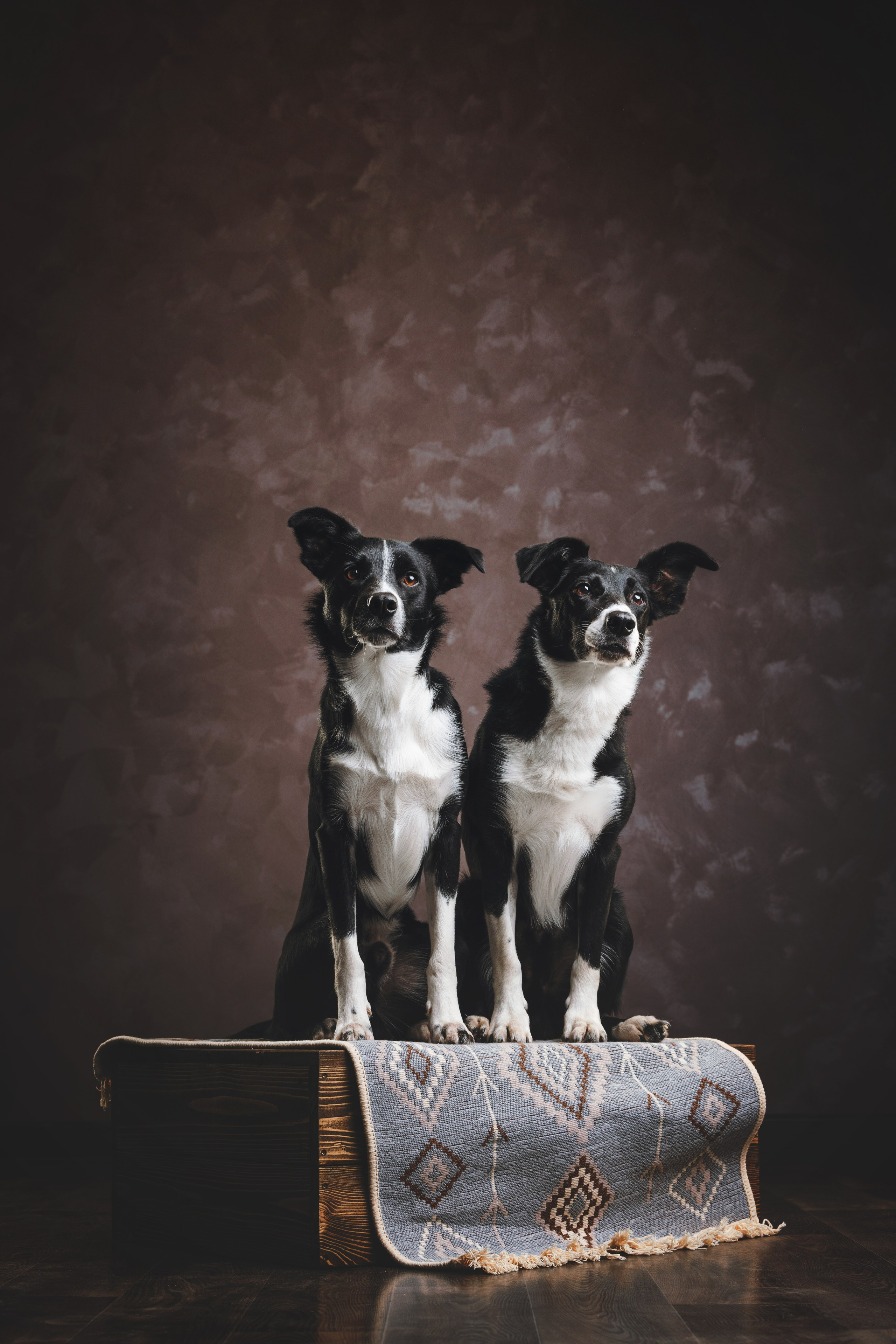 Бордер-колли. Фотограф анималист Осипчикова Мария