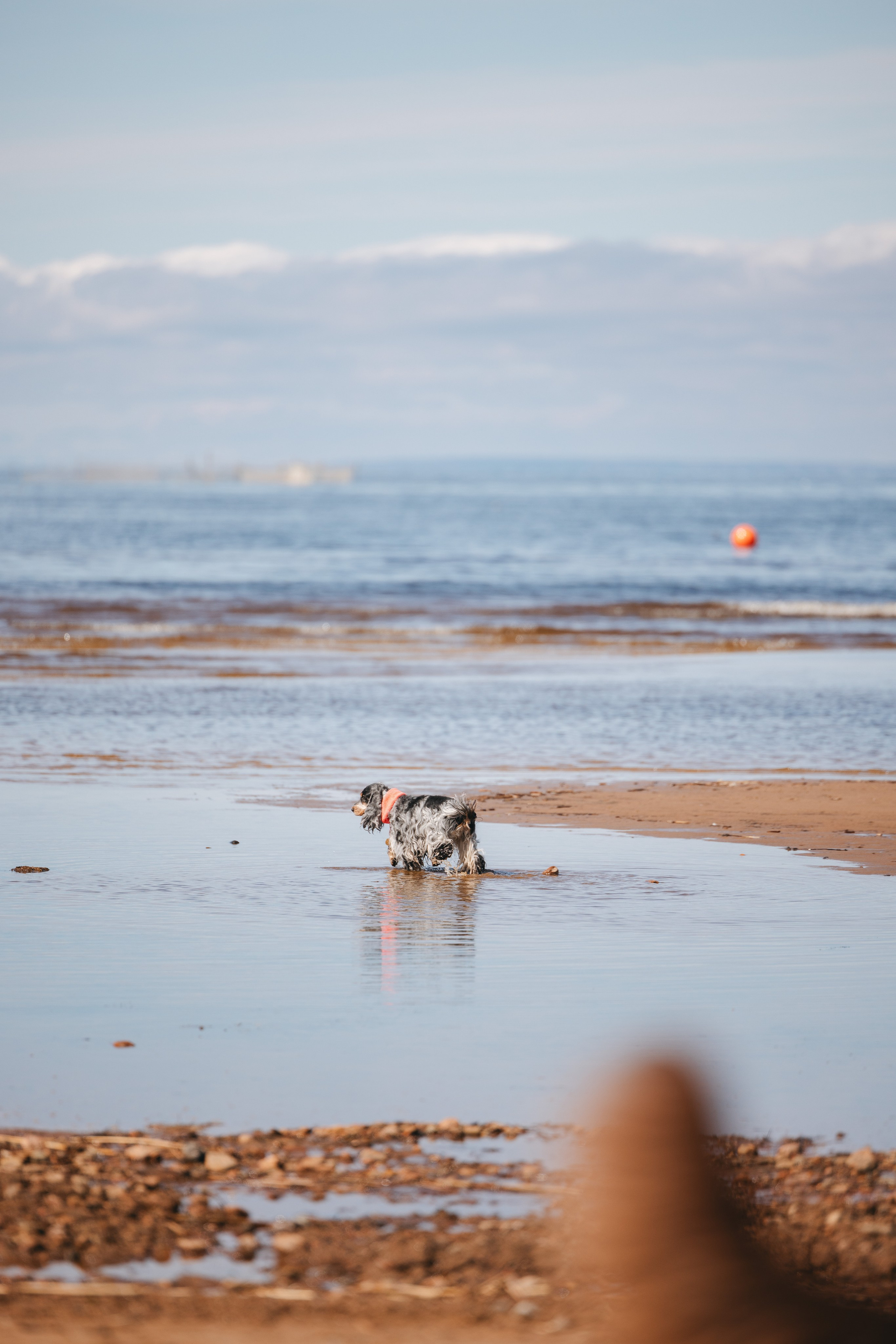 Спанимания. Фотограф анималист Осипчикова Мария