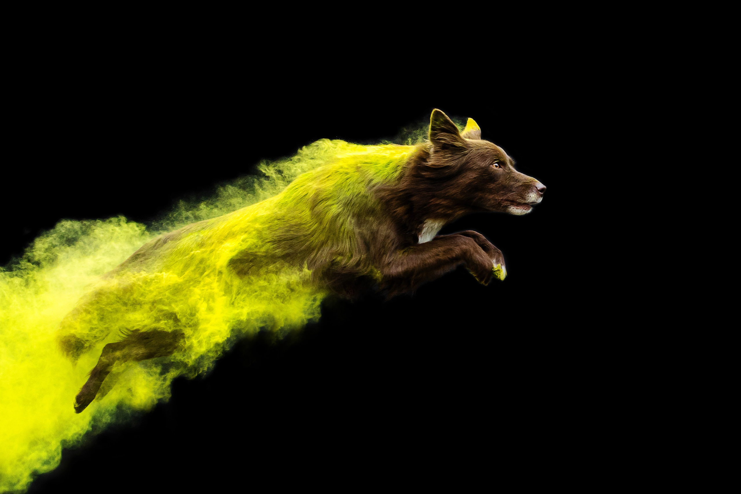 Пиксель и Зола