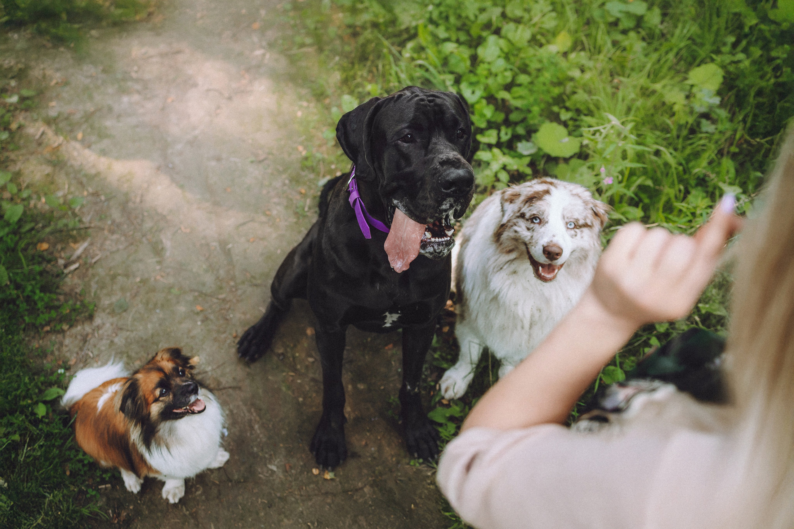 Катя, Андрей, Гектор, Ричи, Тортик и Трой
