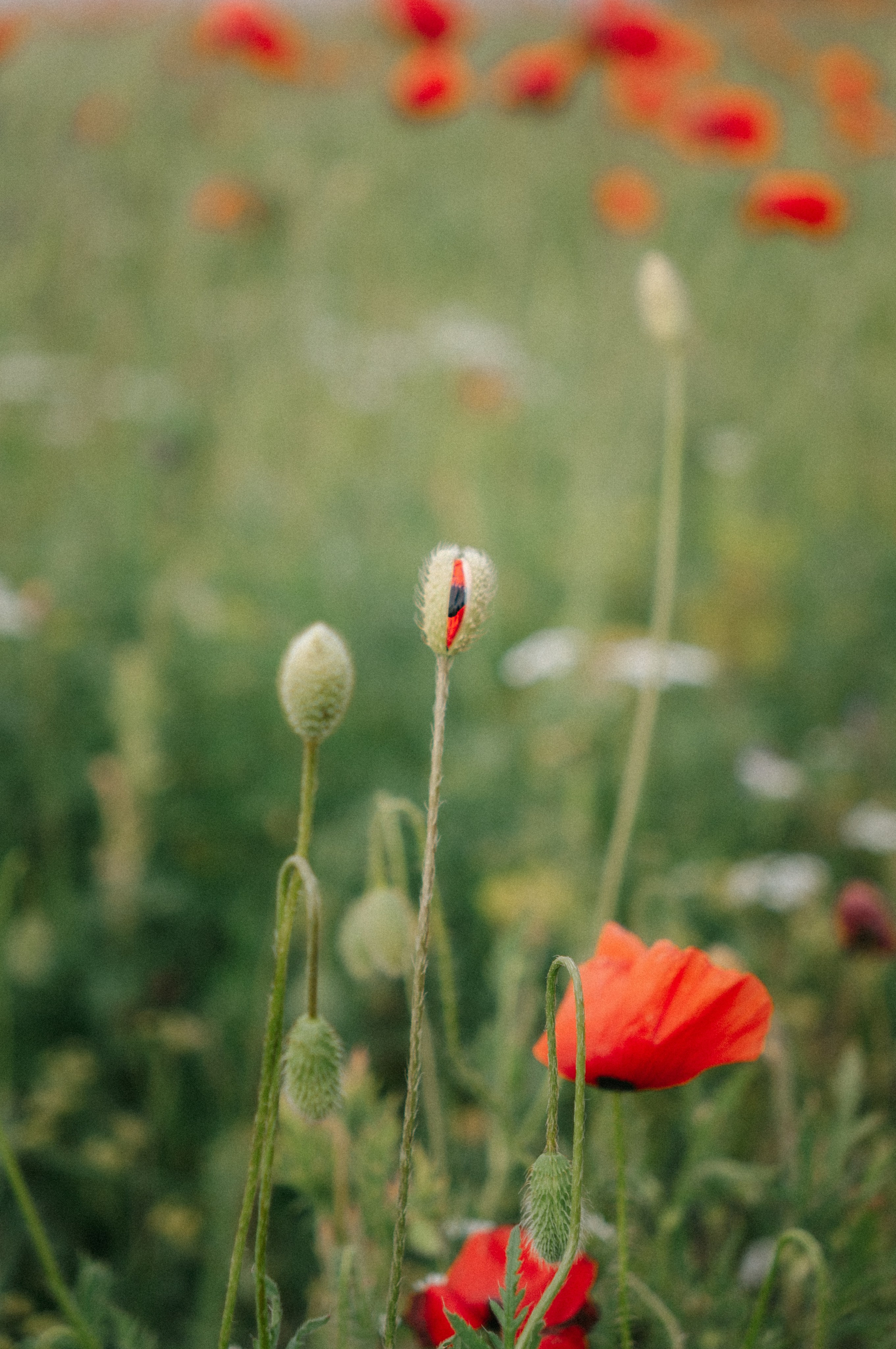 Тур за травами | маки. Обо мне