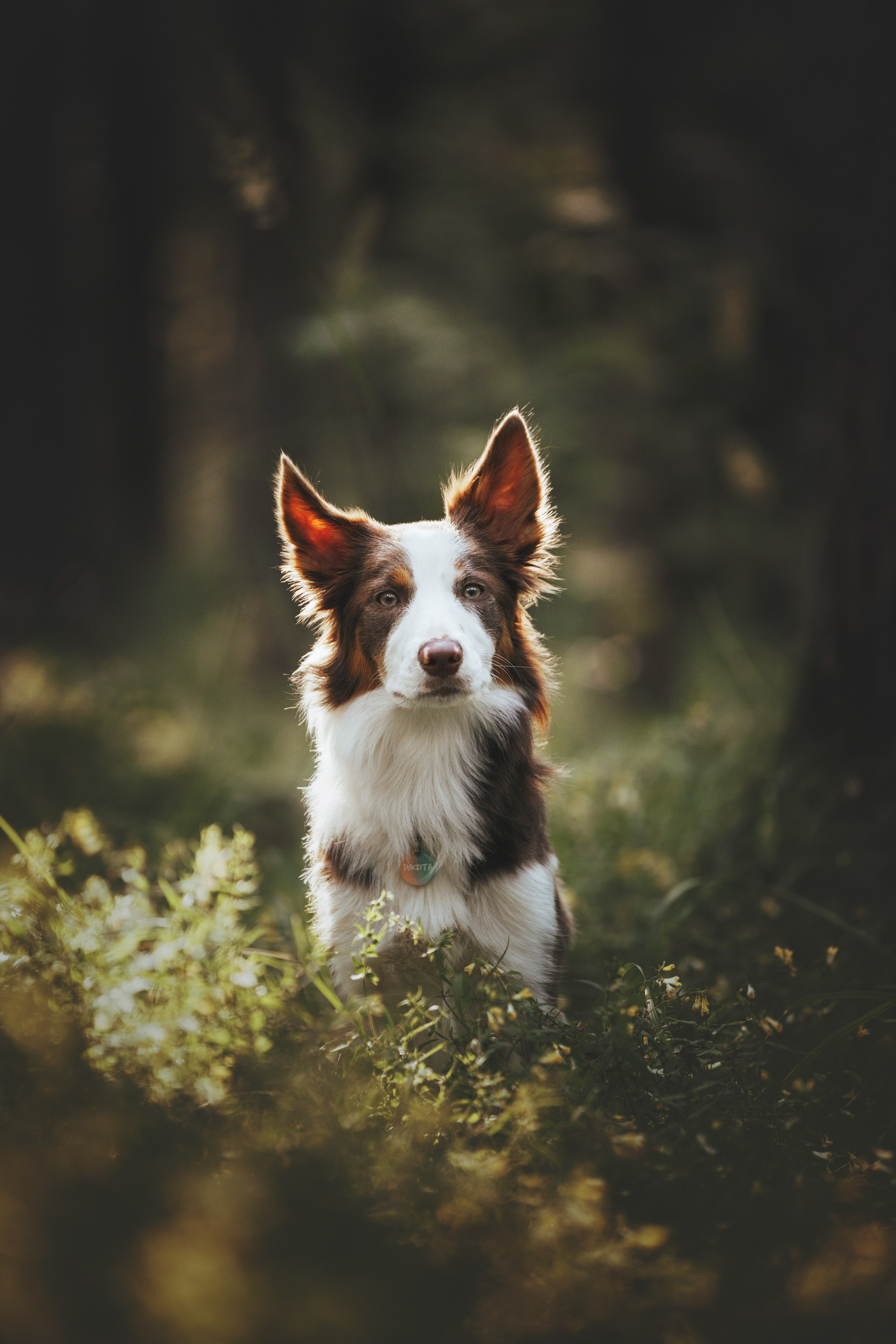 Рита, Маша и много собак. Фотограф анималист Осипчикова Мария