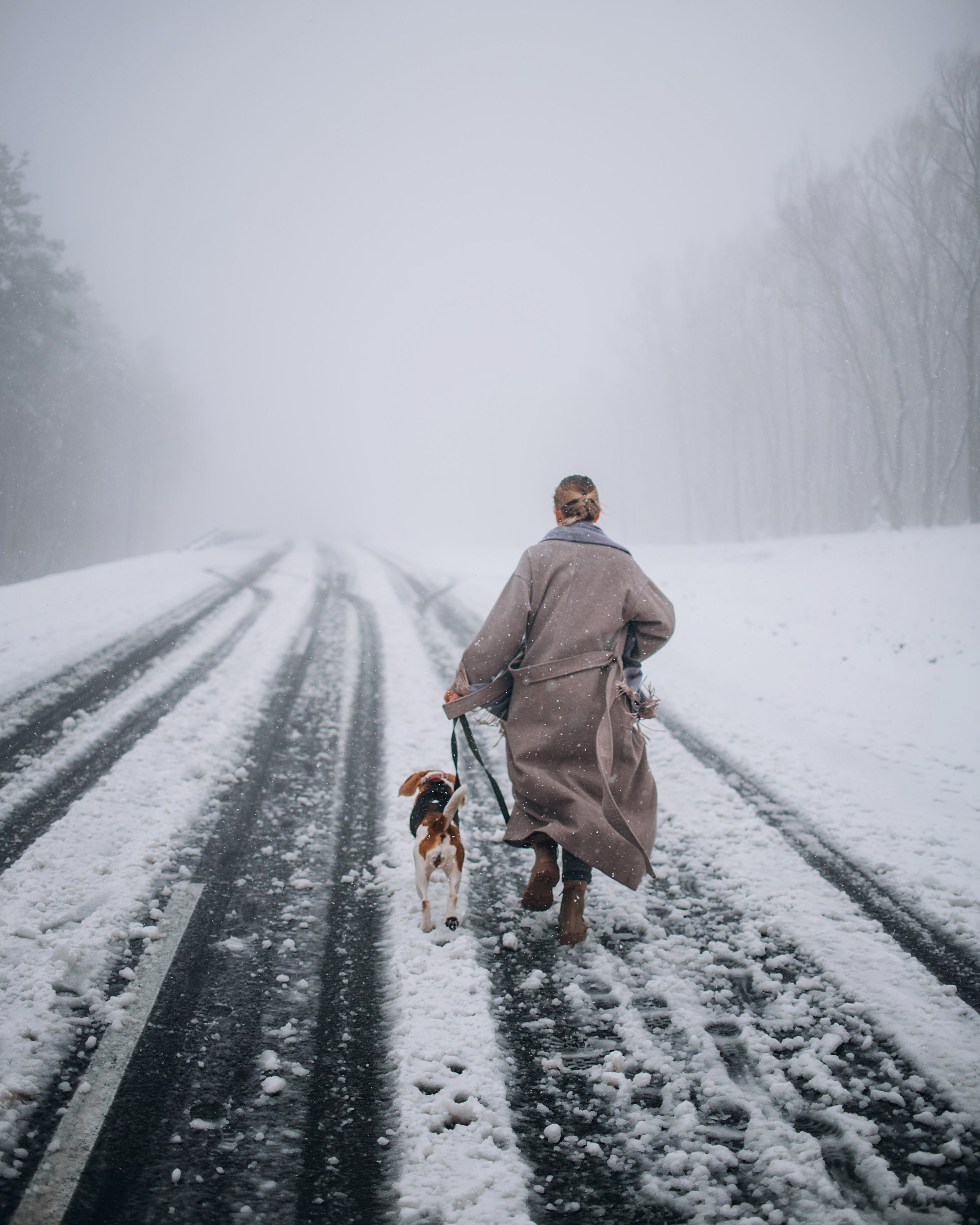 Прогулка с собаками: бигли и Лена. Портфолио